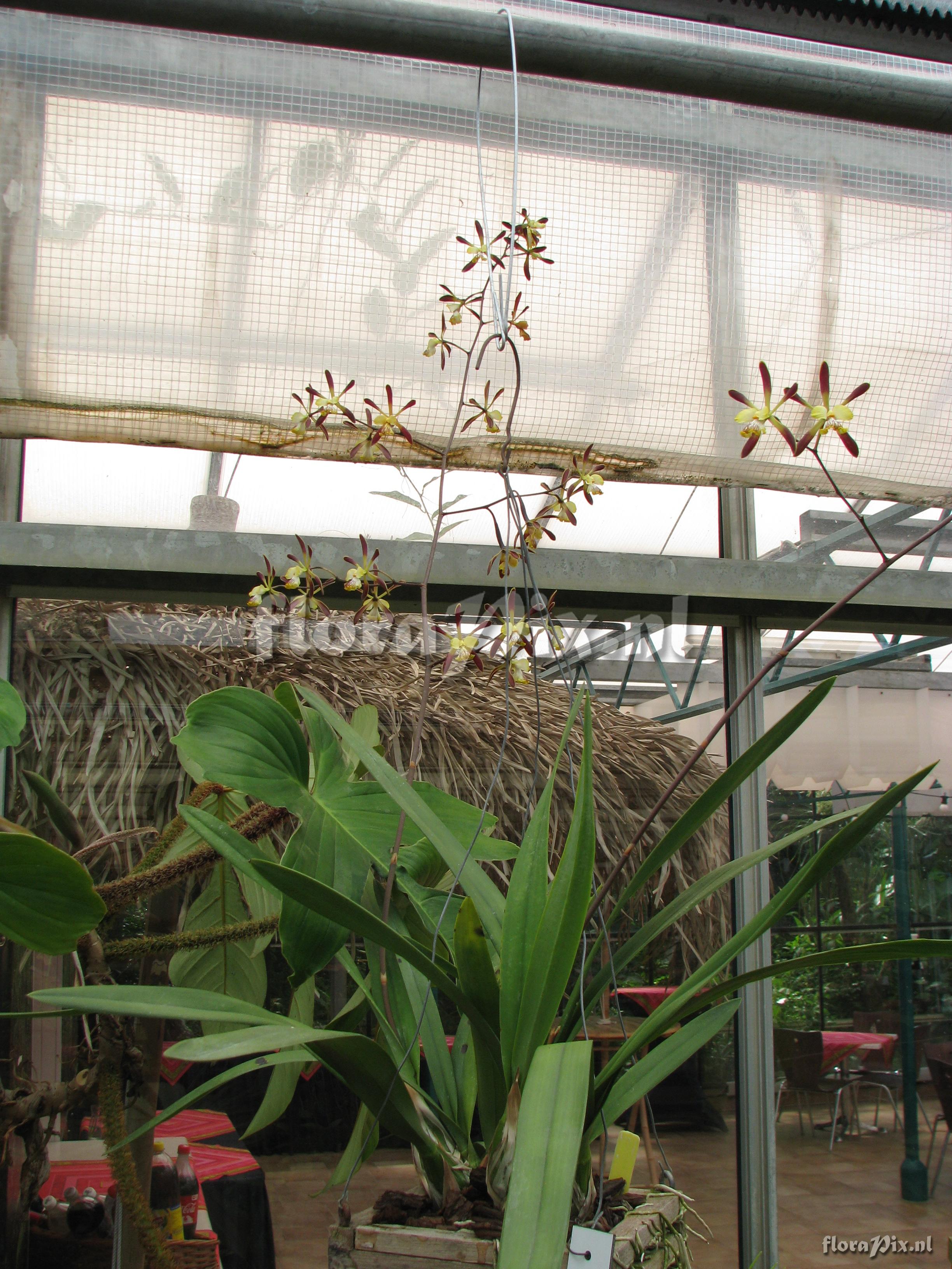 Encyclia alata