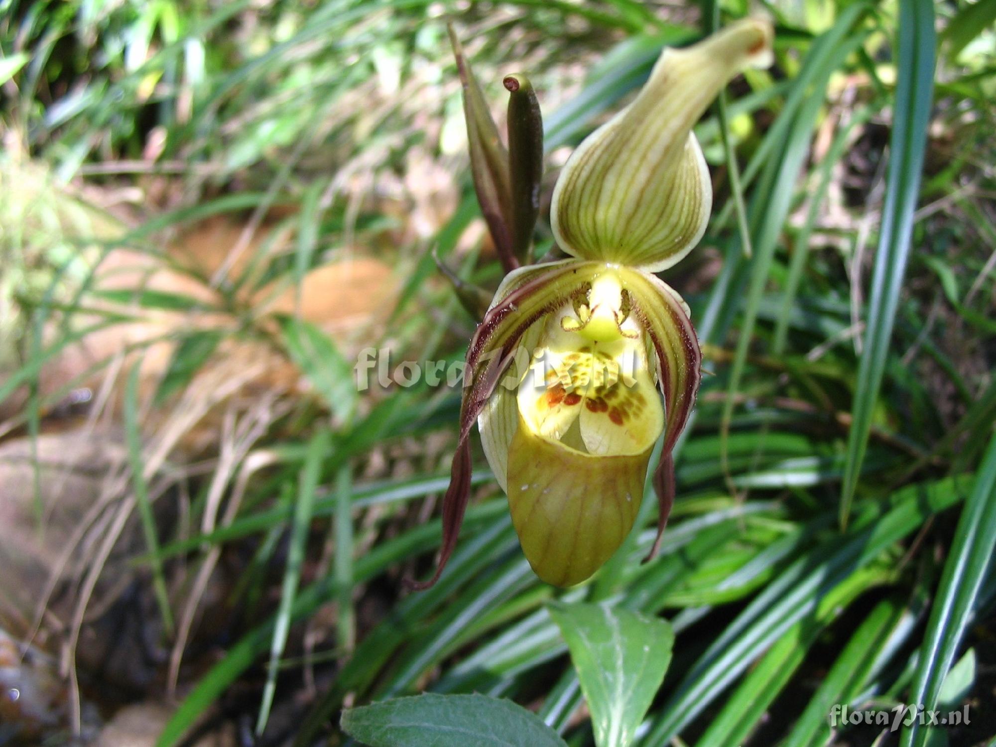 Phragmipedium caricinum