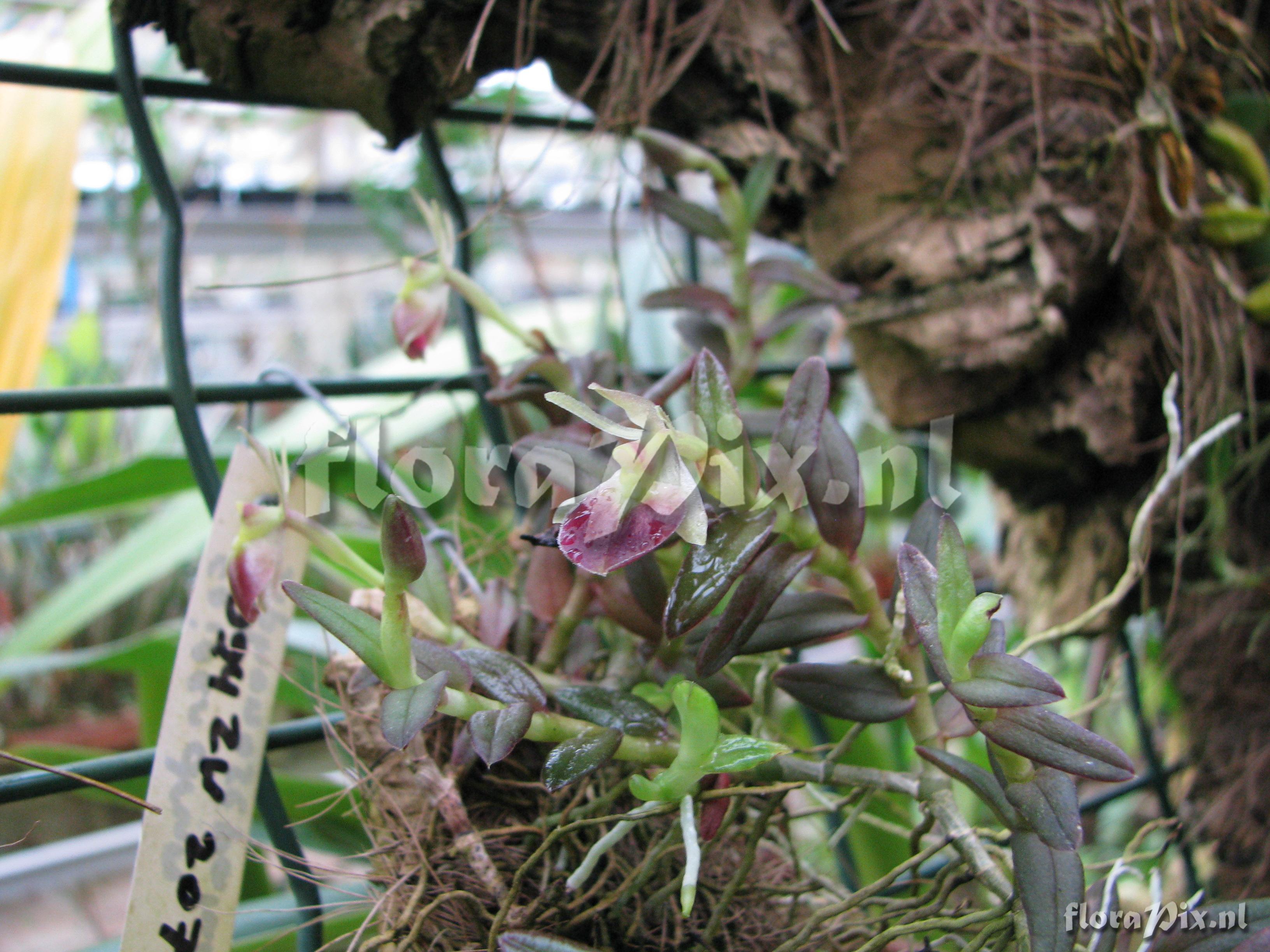 Epidendrum siphonosepalum