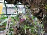 Epidendrum siphonosepalum