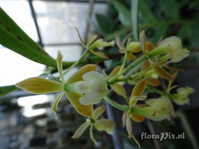 Epidendrum floribundum