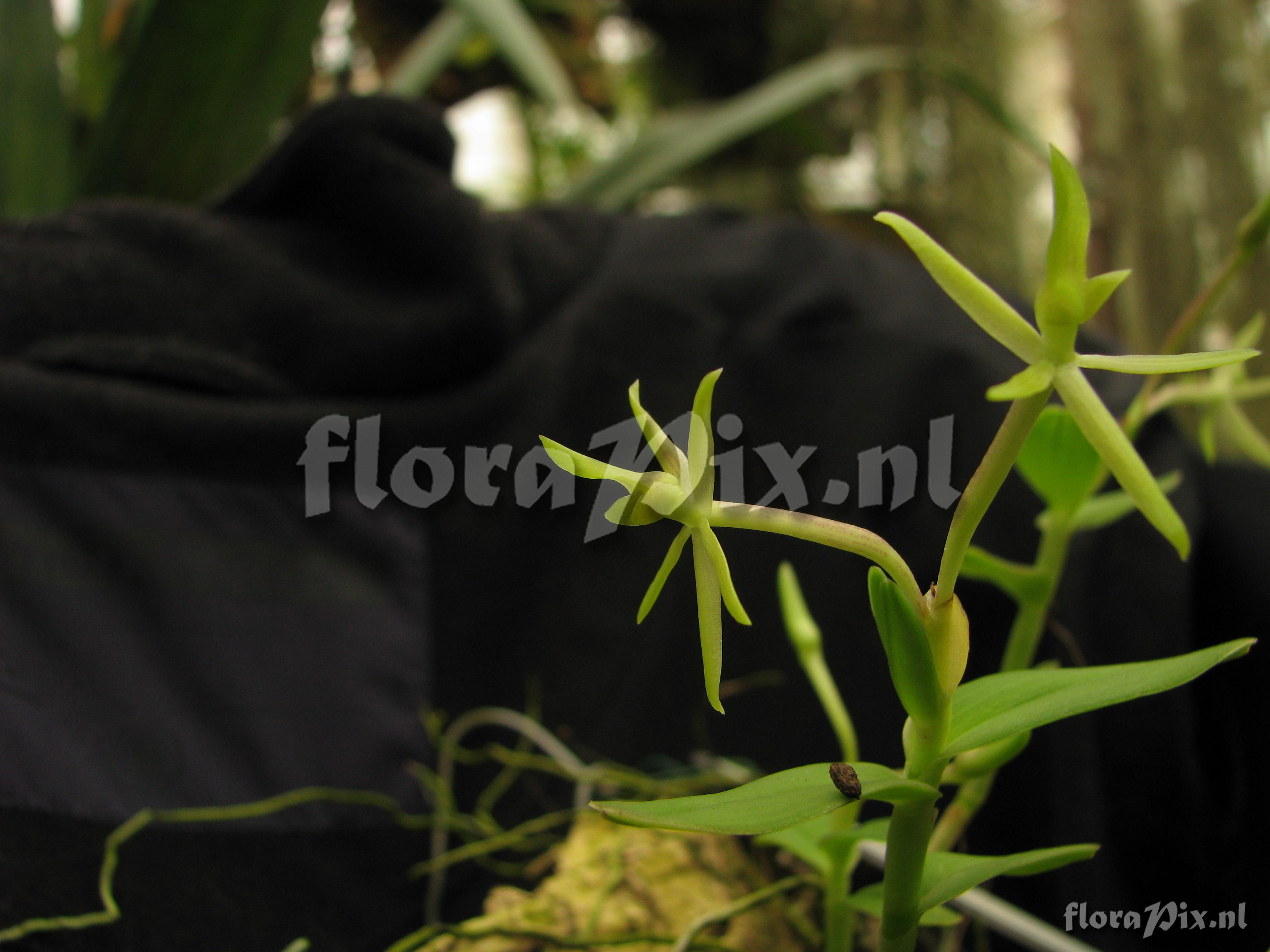 Epidendrum boothii