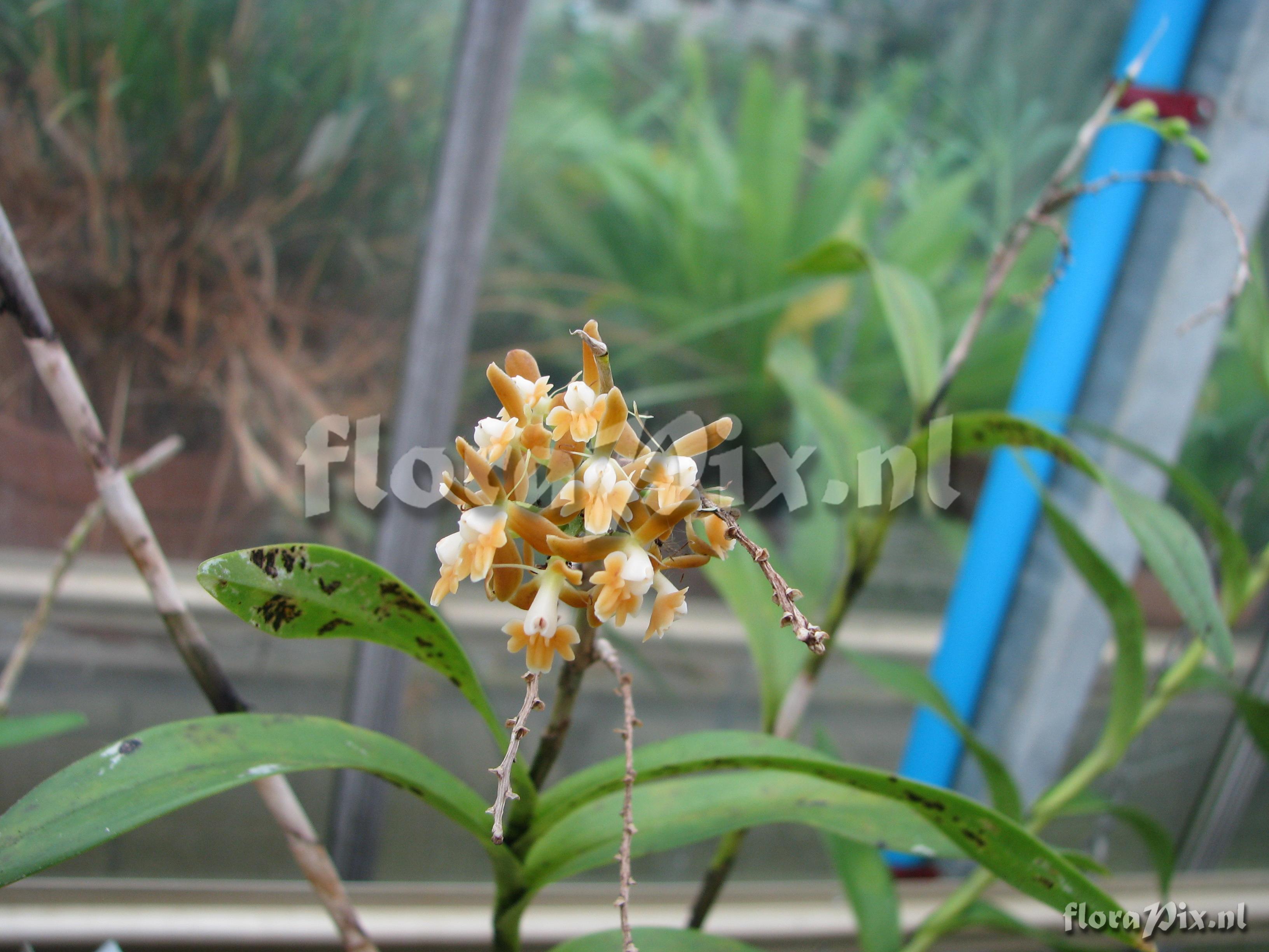 Epidendrum ferrugineum