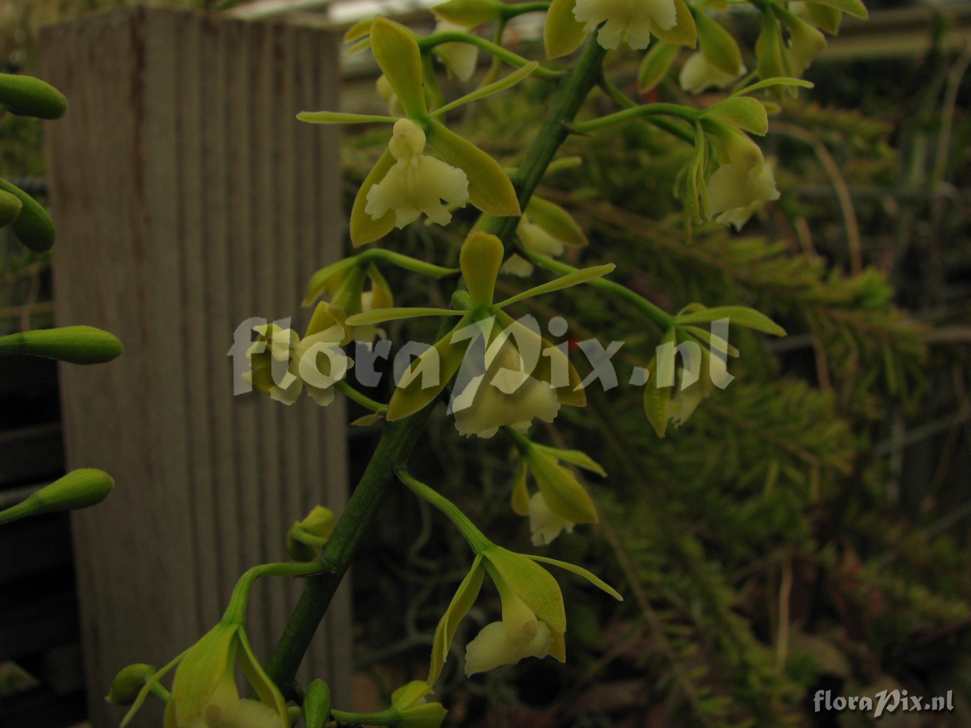 Epidendrum spec.