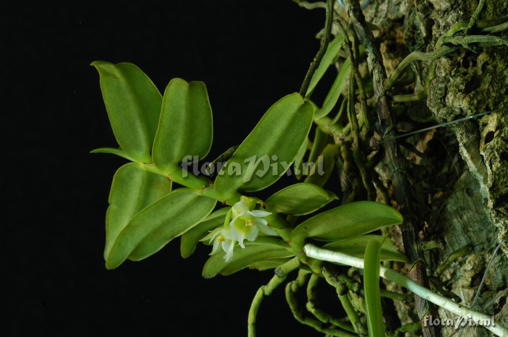 Calyptrochilum christyanum