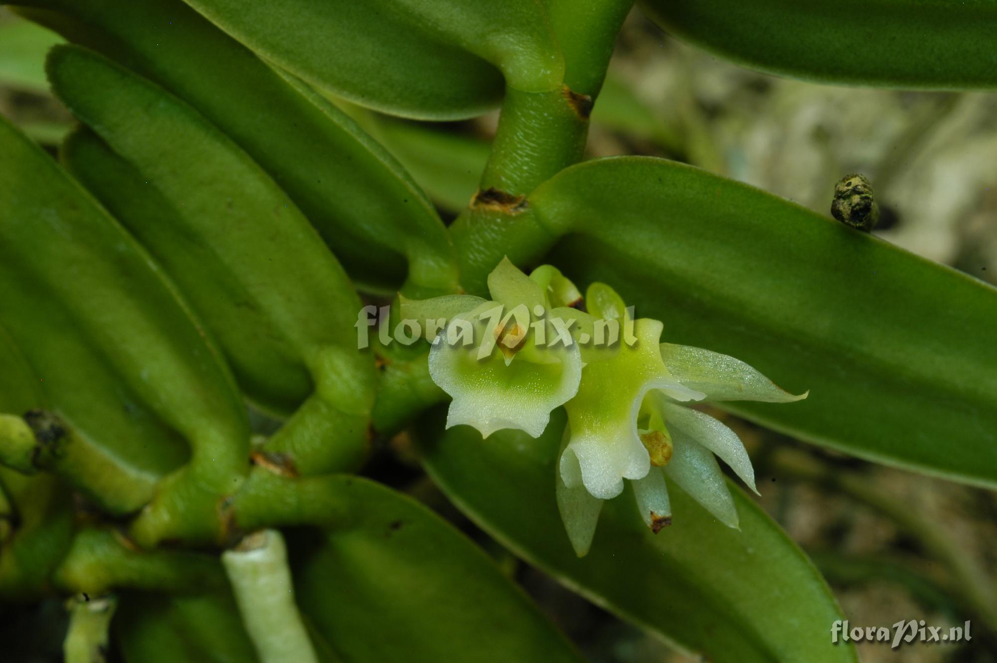 Calyptrochilum christyanum