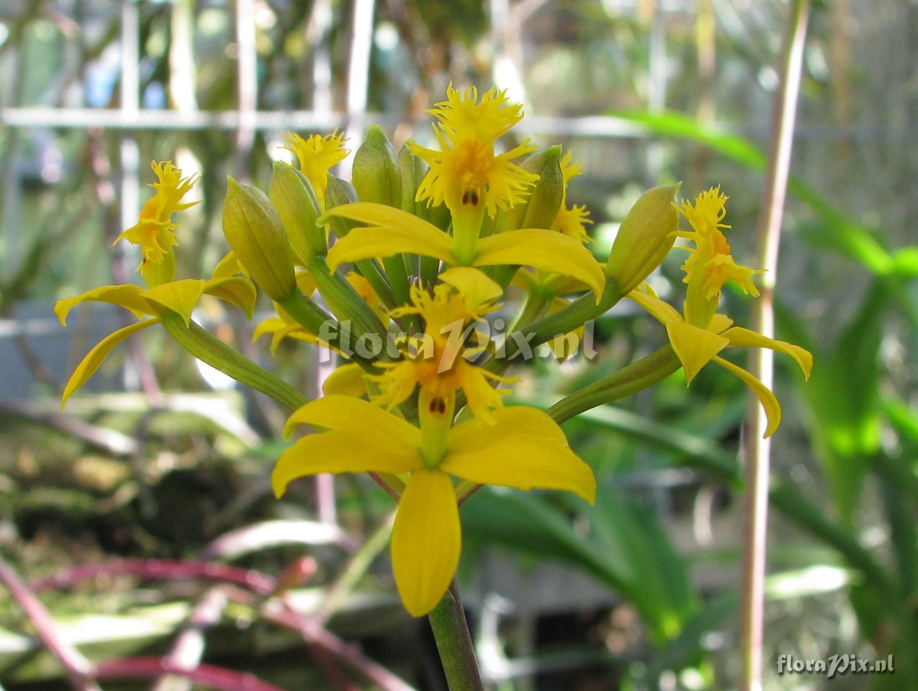 Epidendrum spec.