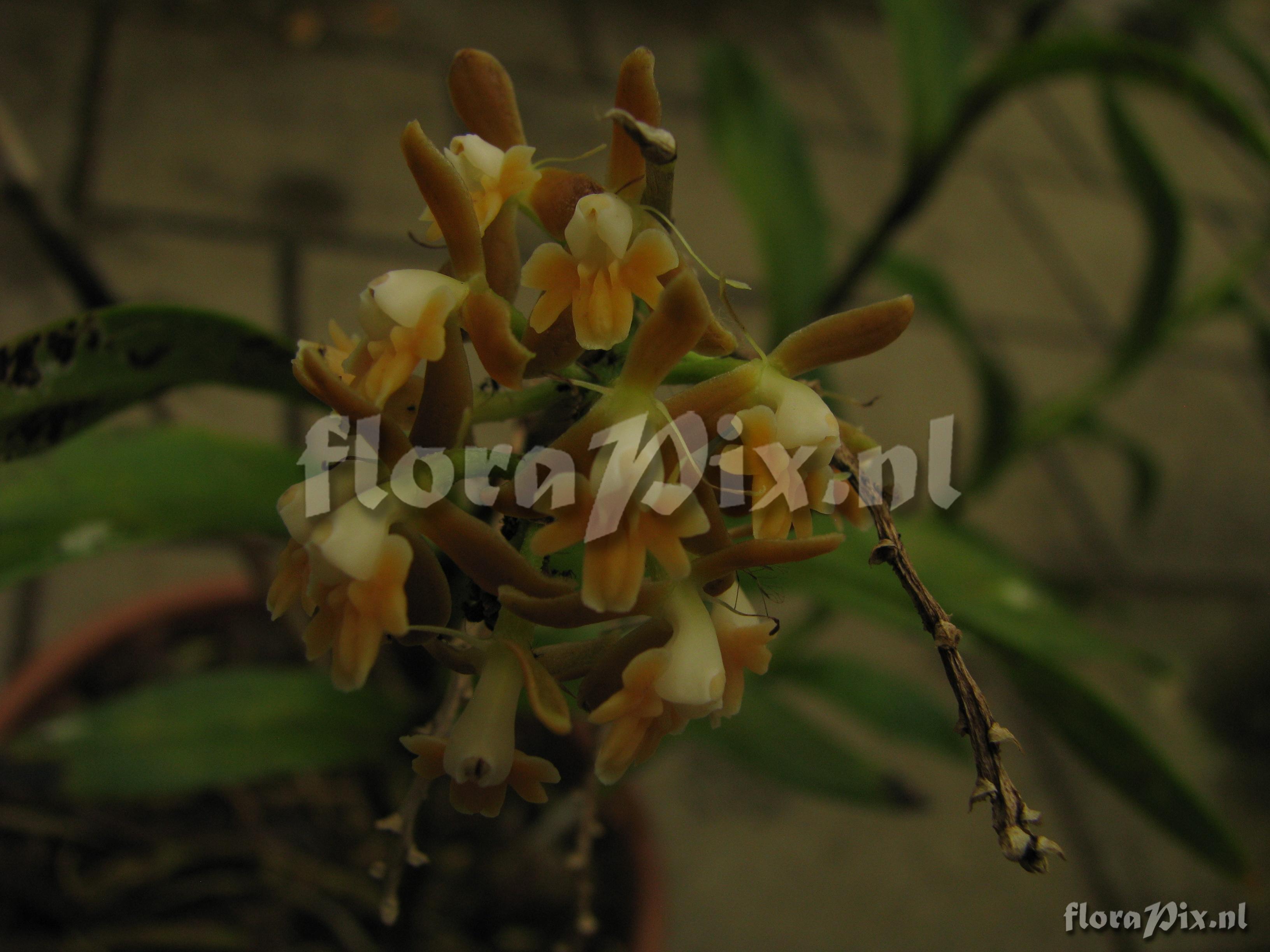 Epidendrum ferrugineum