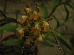 Epidendrum ferrugineum