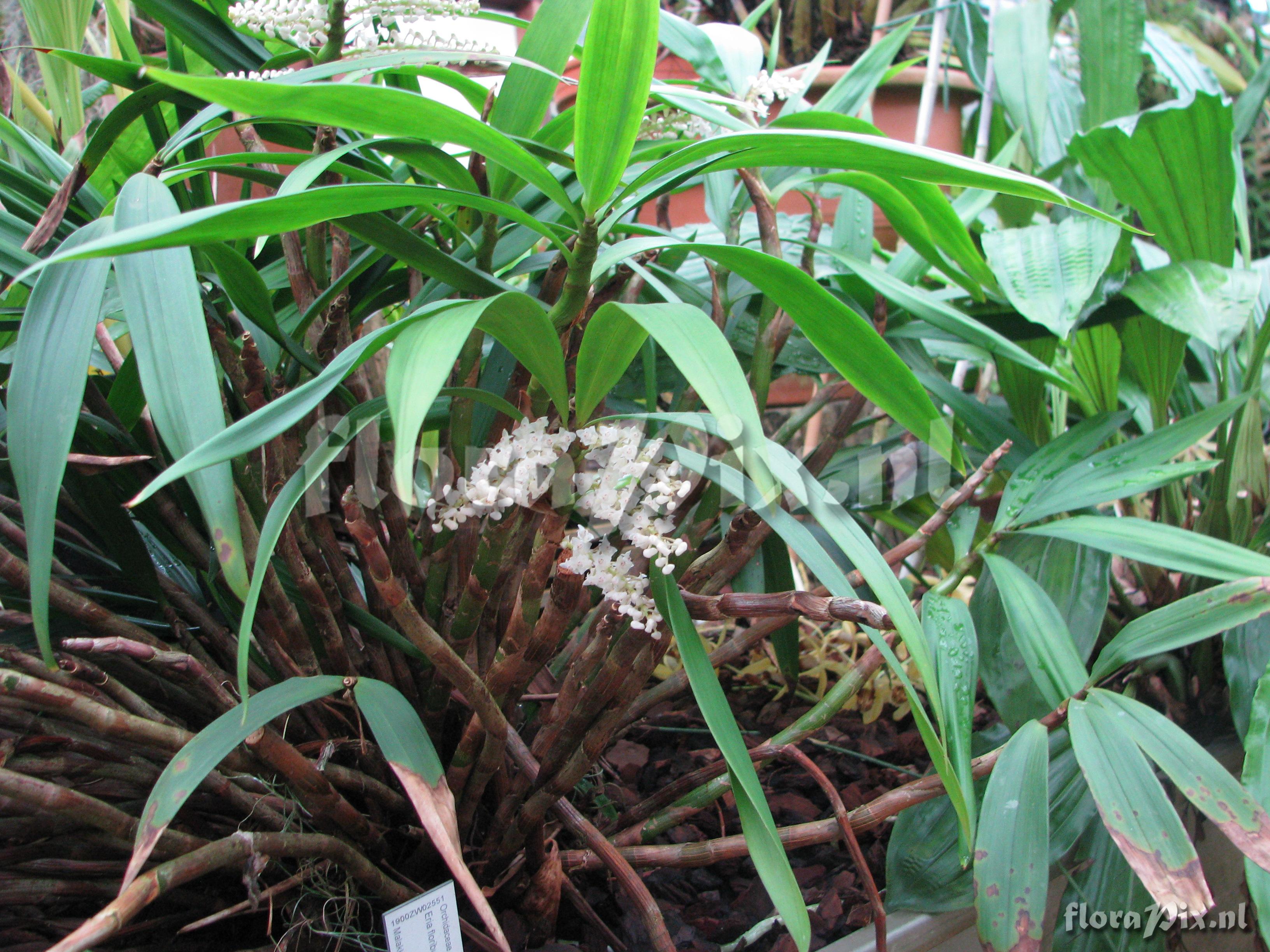 Eria floribunda