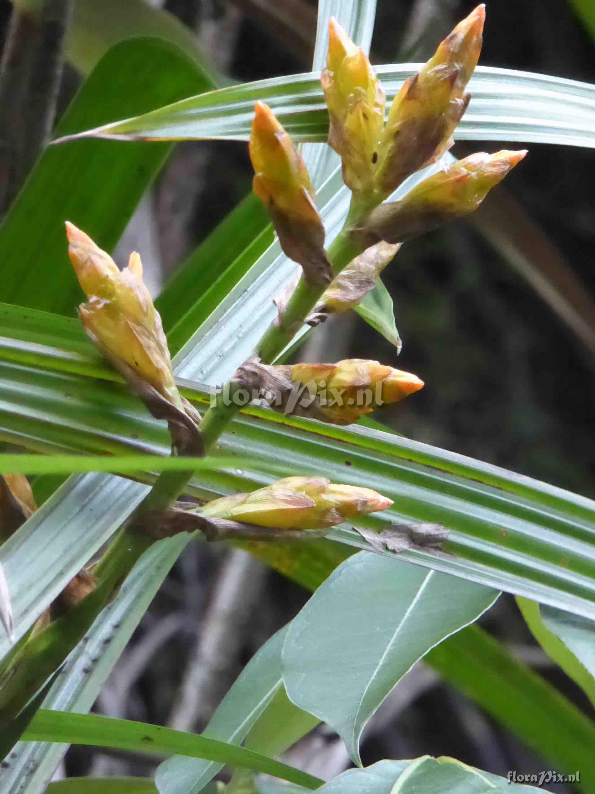 Guzmania sp. ?