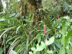 Pitcairnia luteyniorum