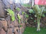 Gardenwall with aeoniums