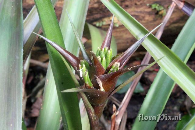 Canistropsis billbergioides