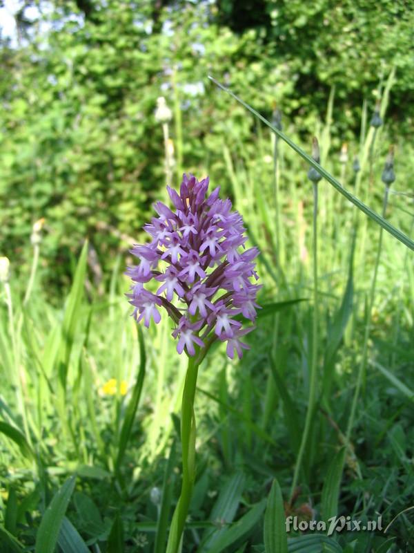 Anacamptis pyramidalis