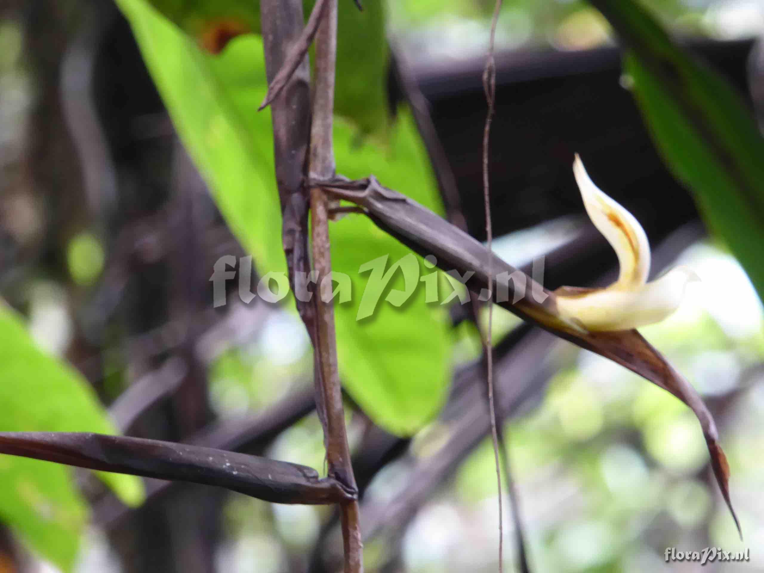 Pitcairnia sp.?