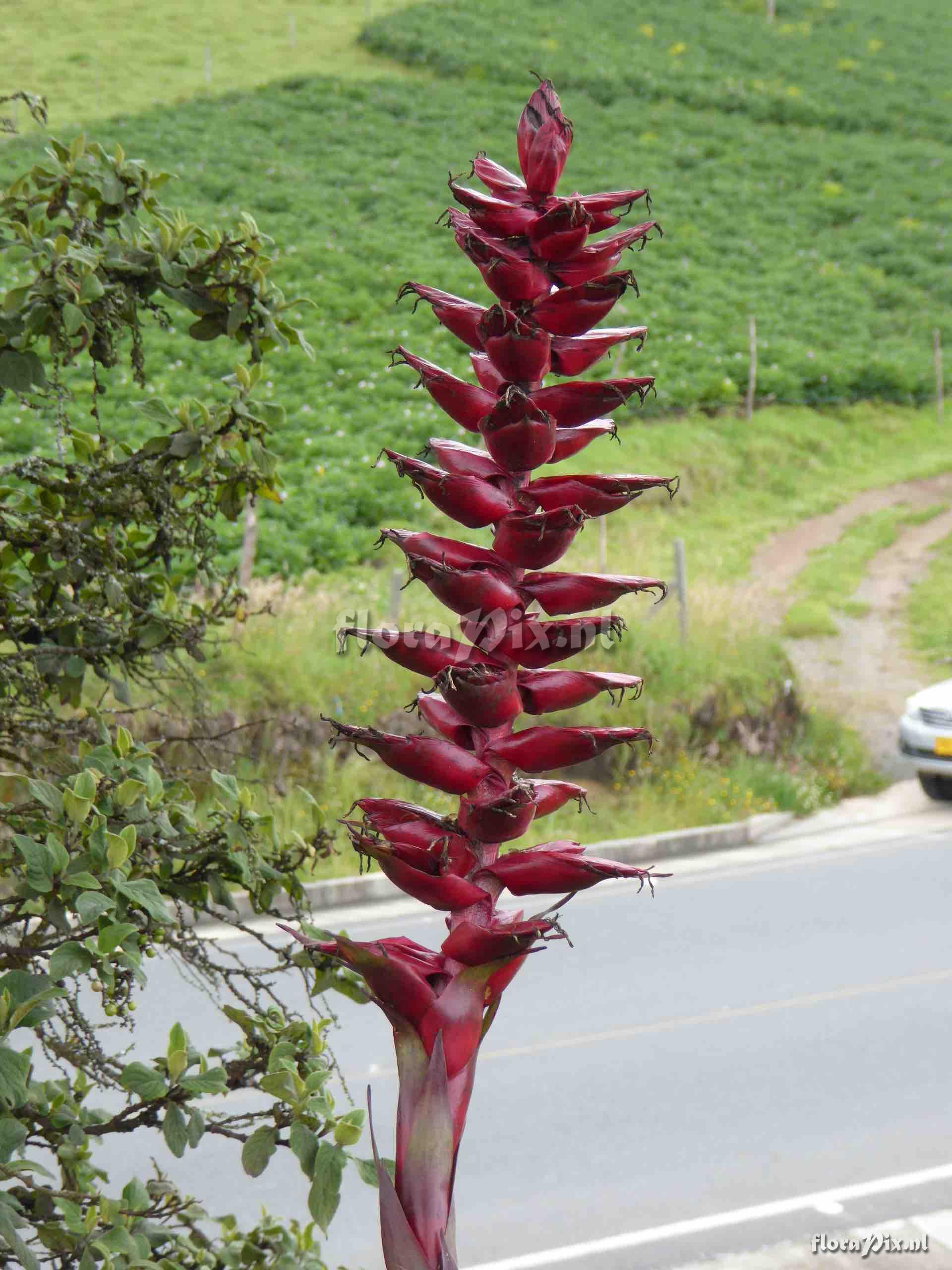 Tillandsia buseri