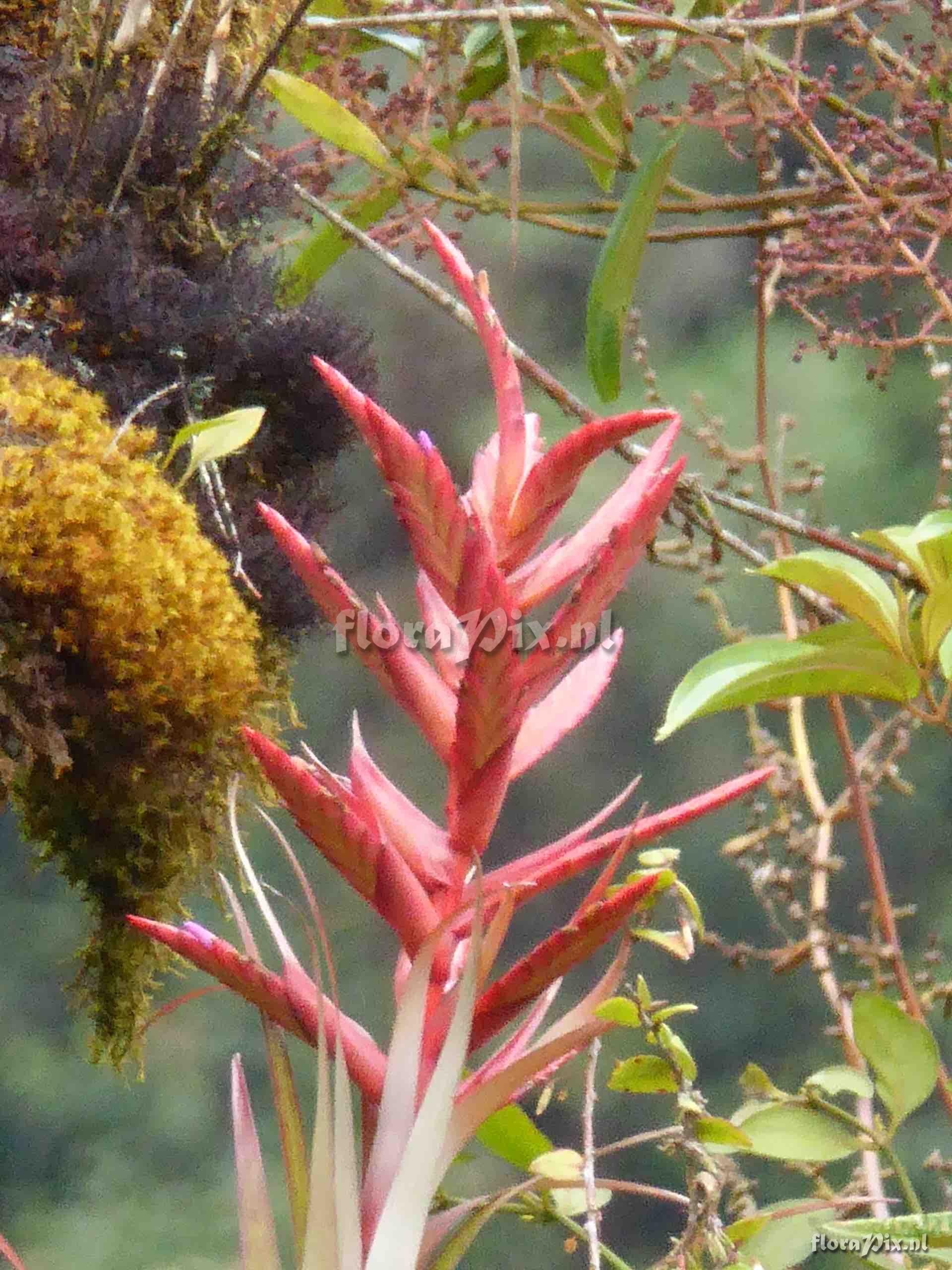 Tillandsia sp.