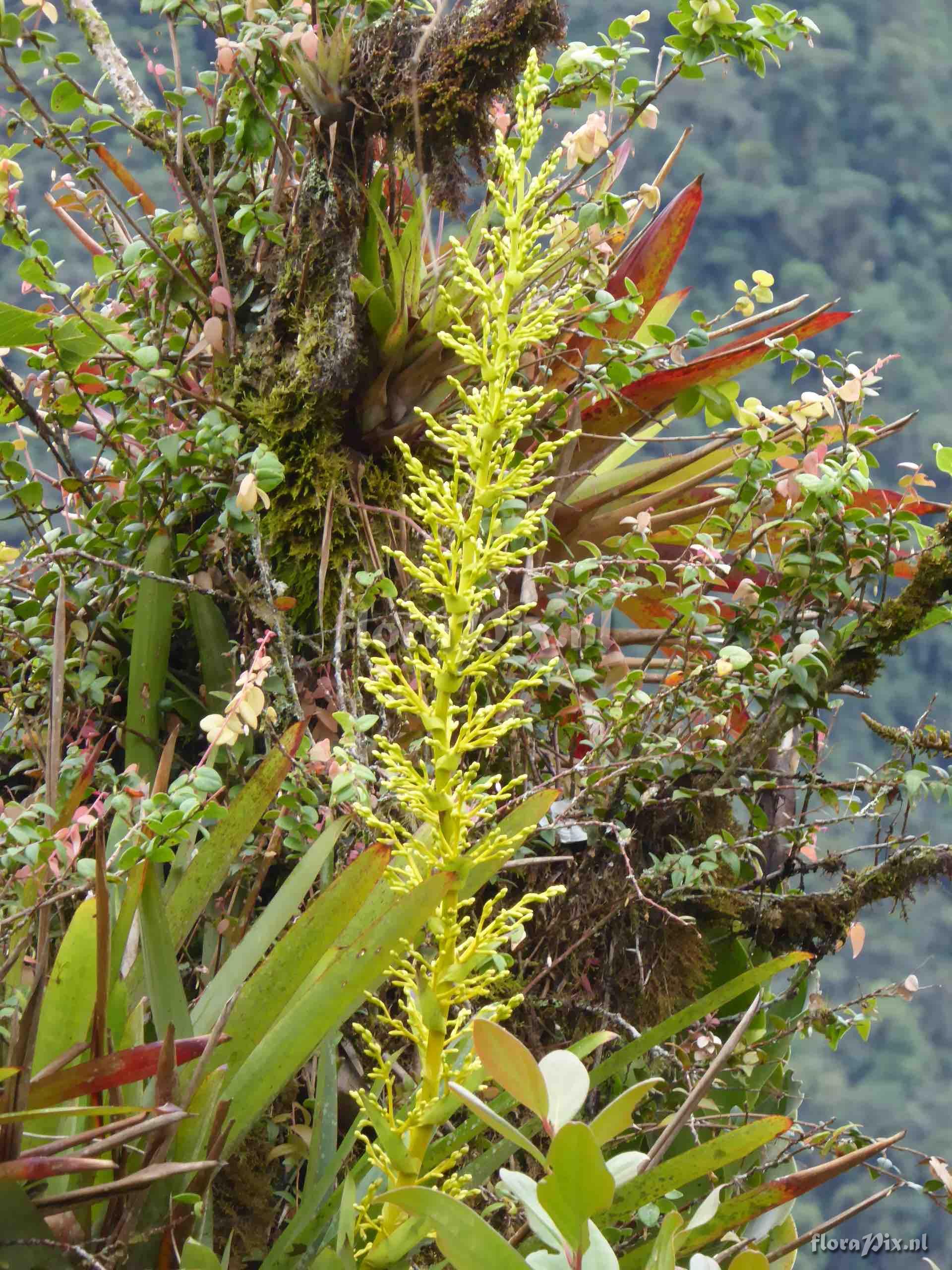 Guzmania hirtzii