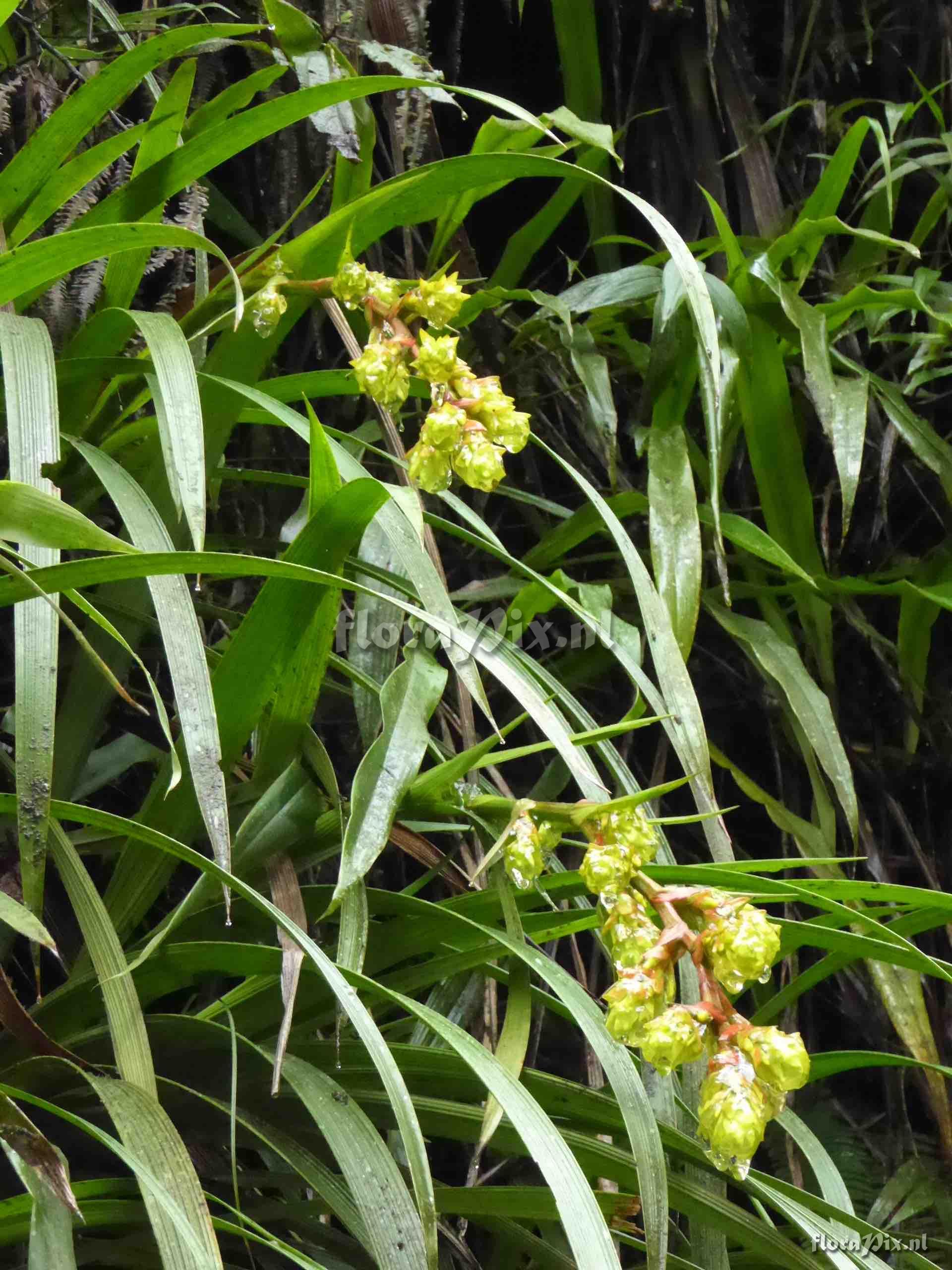 Guzmania sp. 