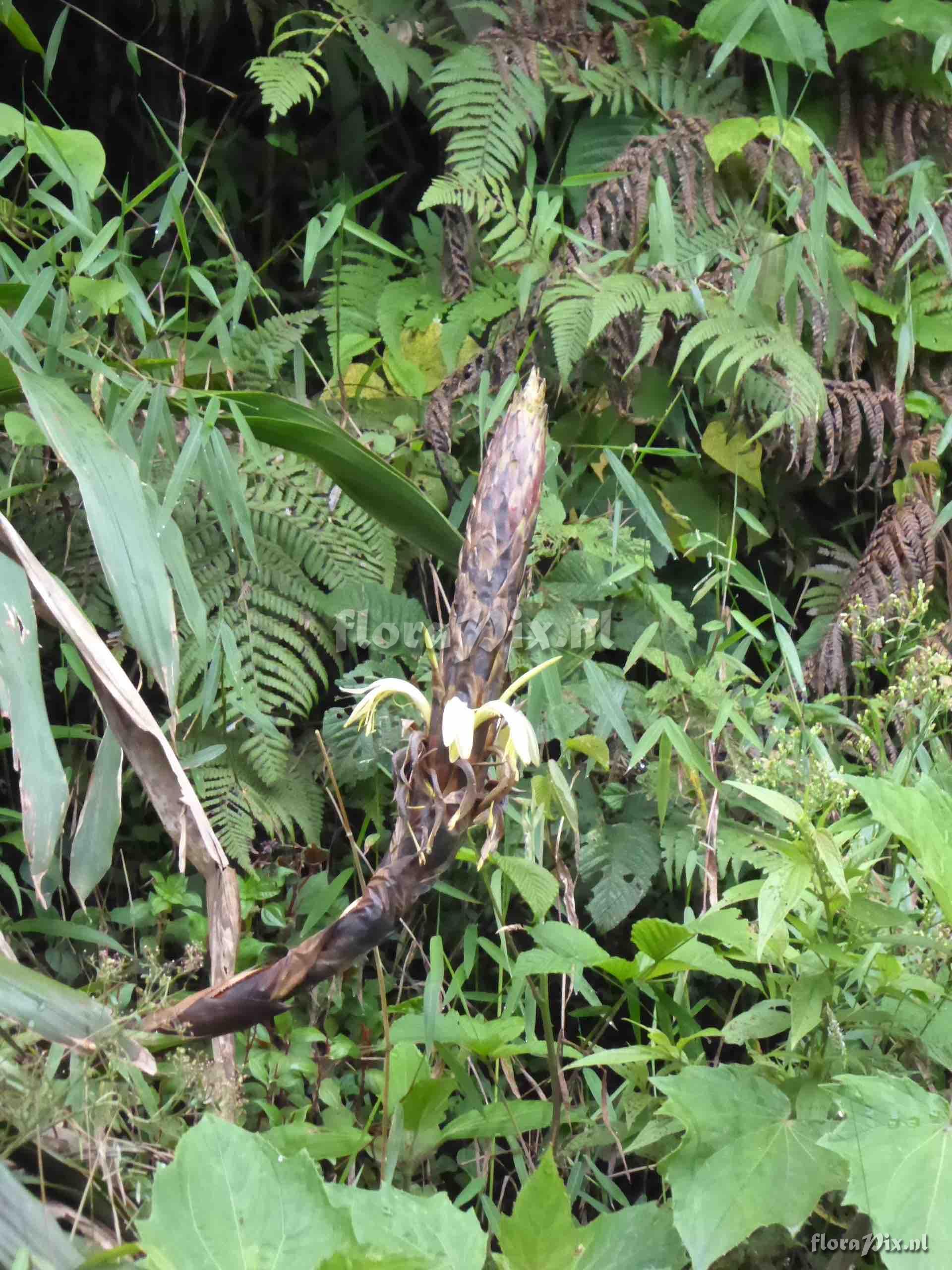 Pitcairnia cf. brunnescens