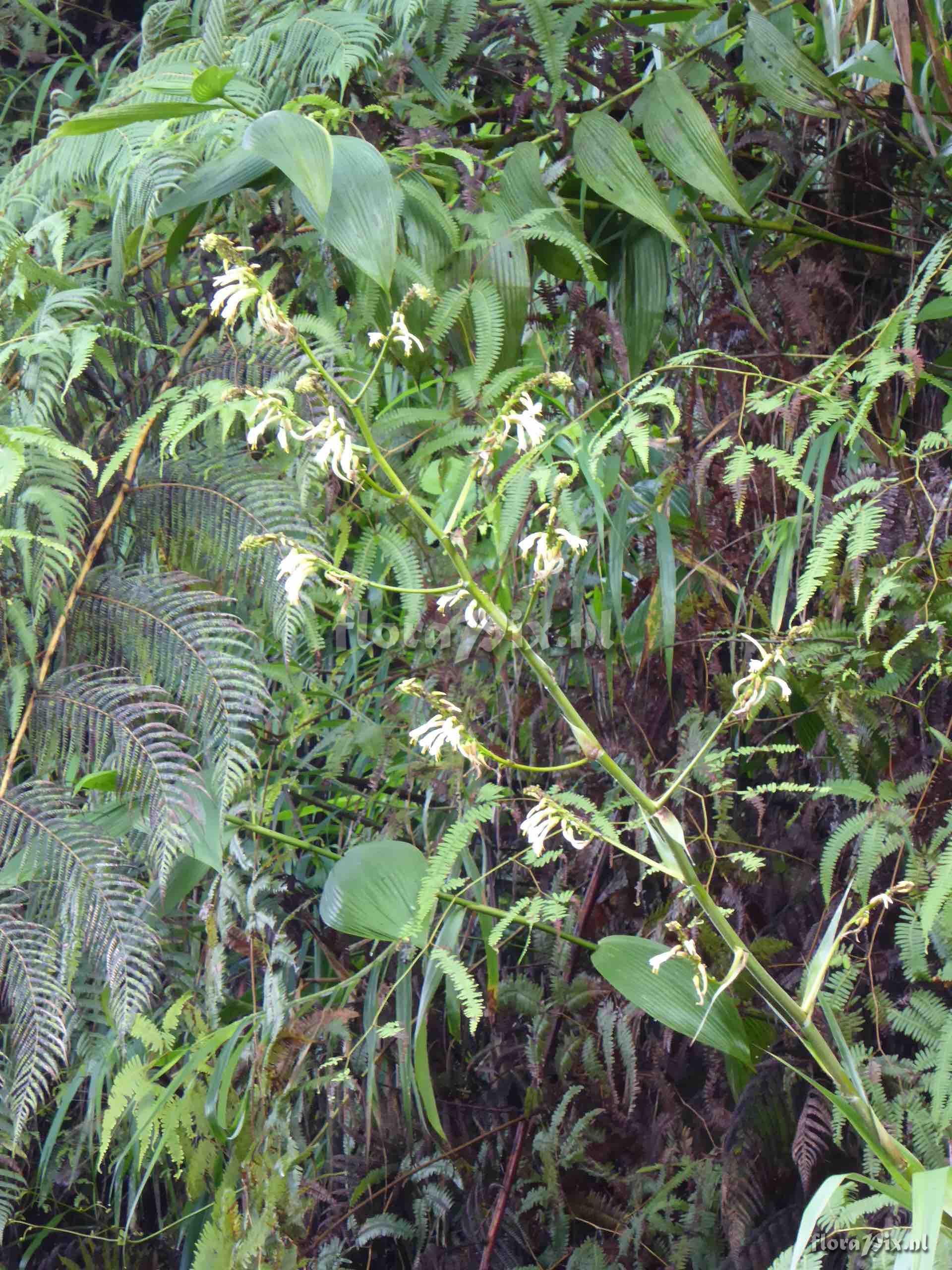 Pitcairnia tillii