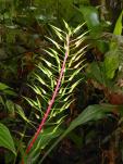 Pitcairnia spectabilis