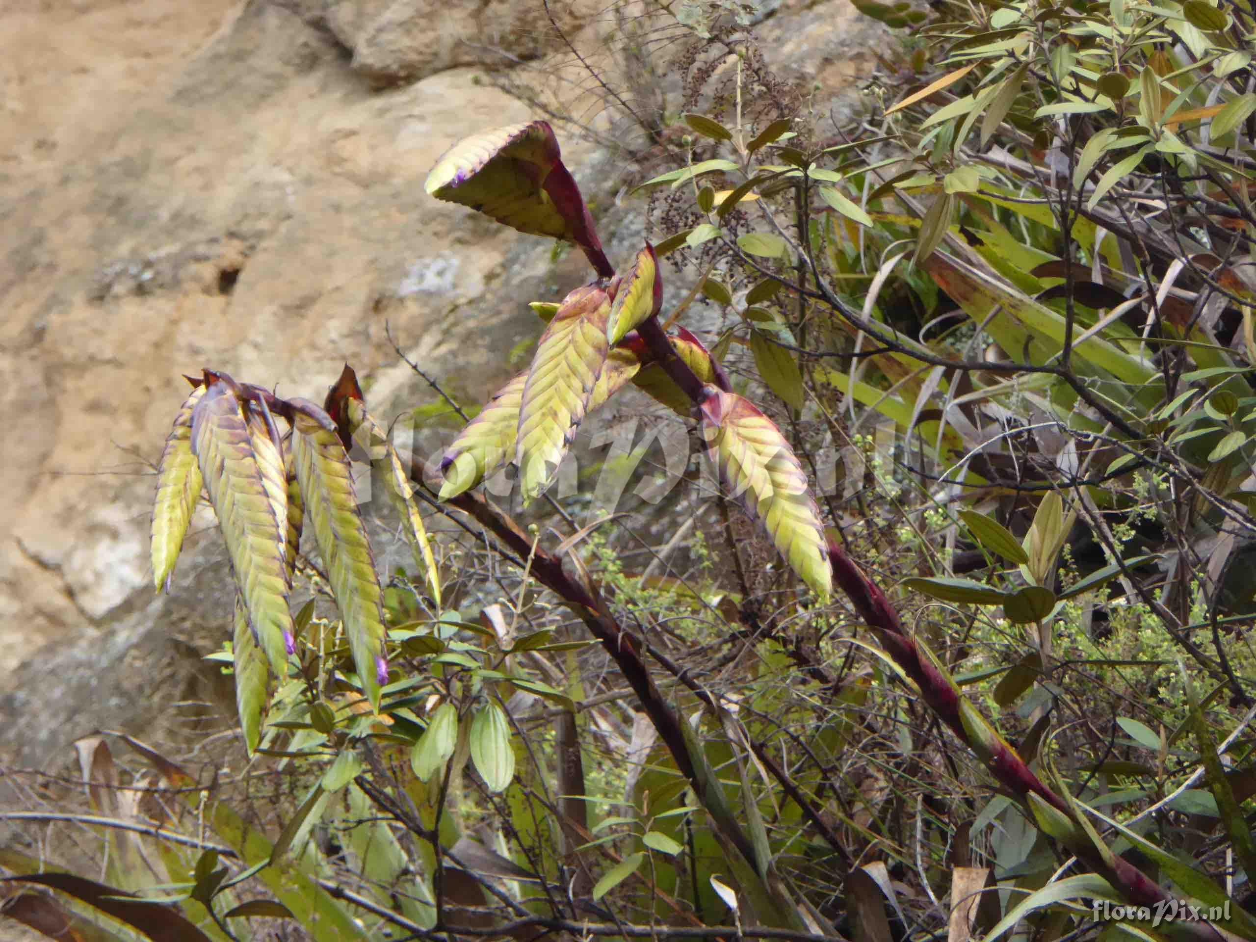 Tillandsia lajensis