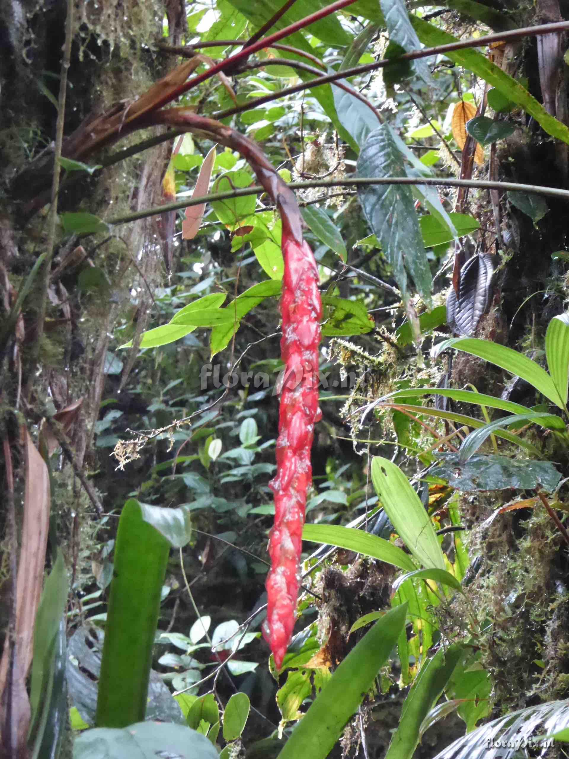 Pitcairnia elongata