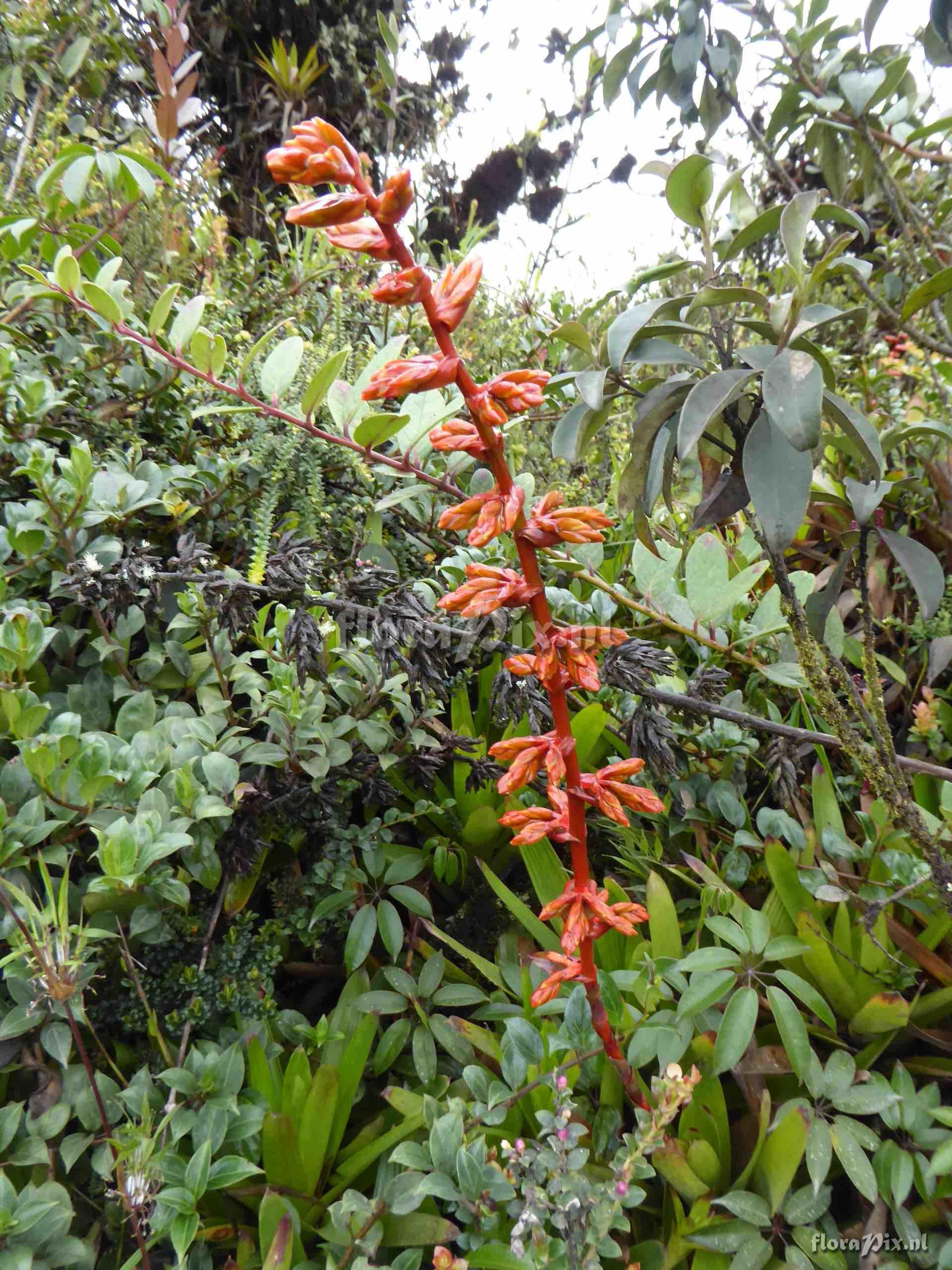 Guzmania bakeri