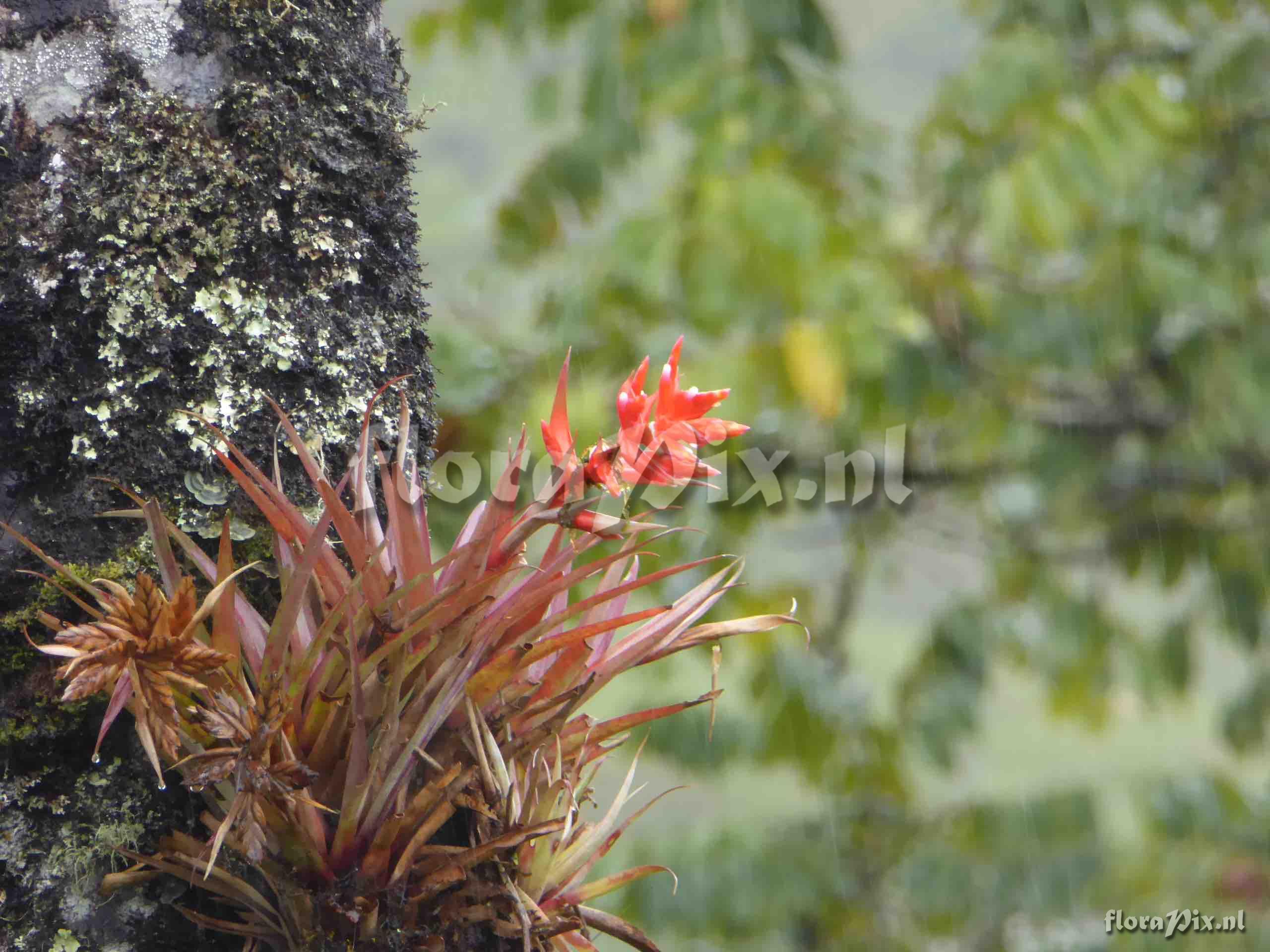 Tillandsia archeri