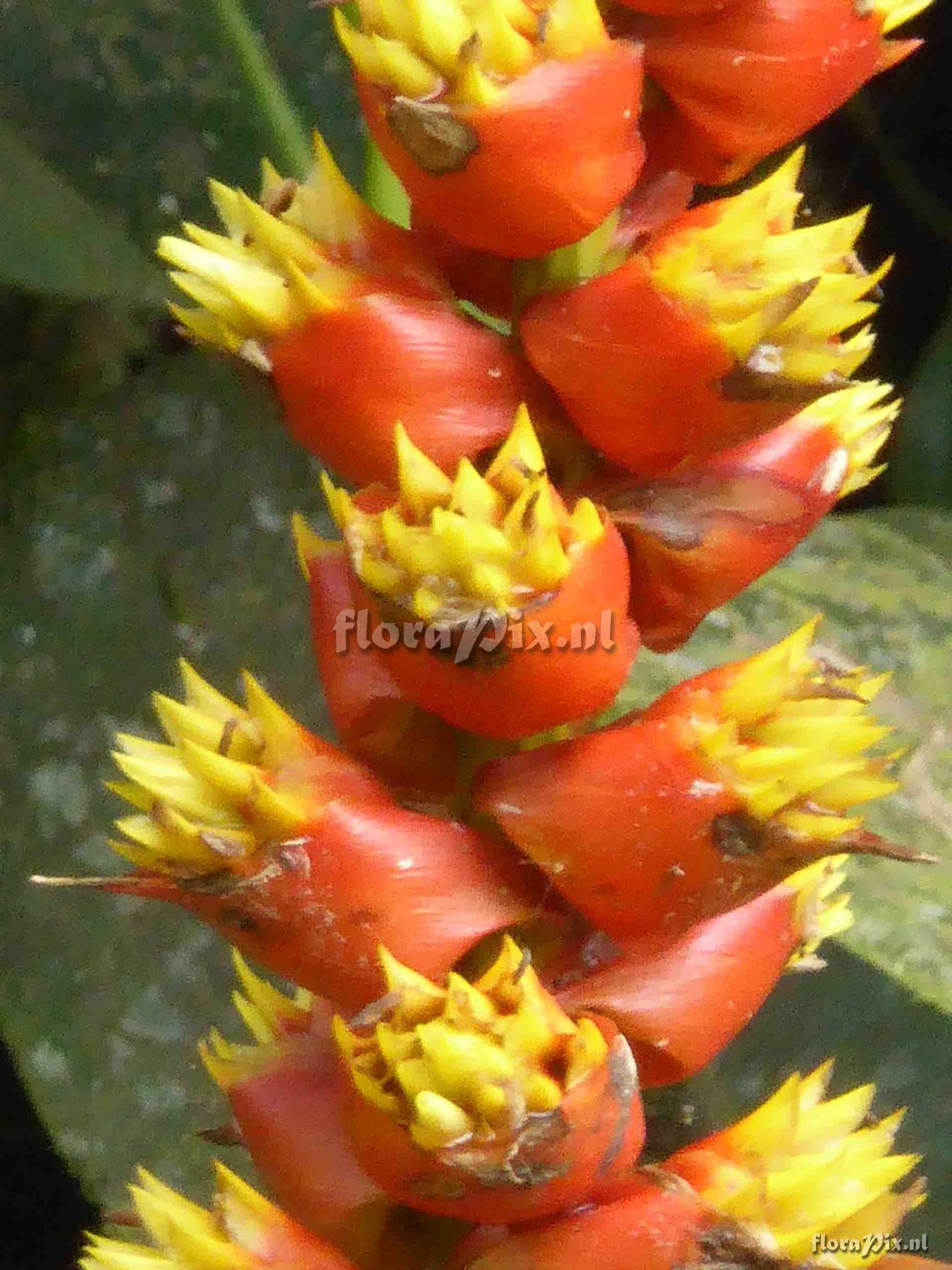 Mezobromelia spec. nov.