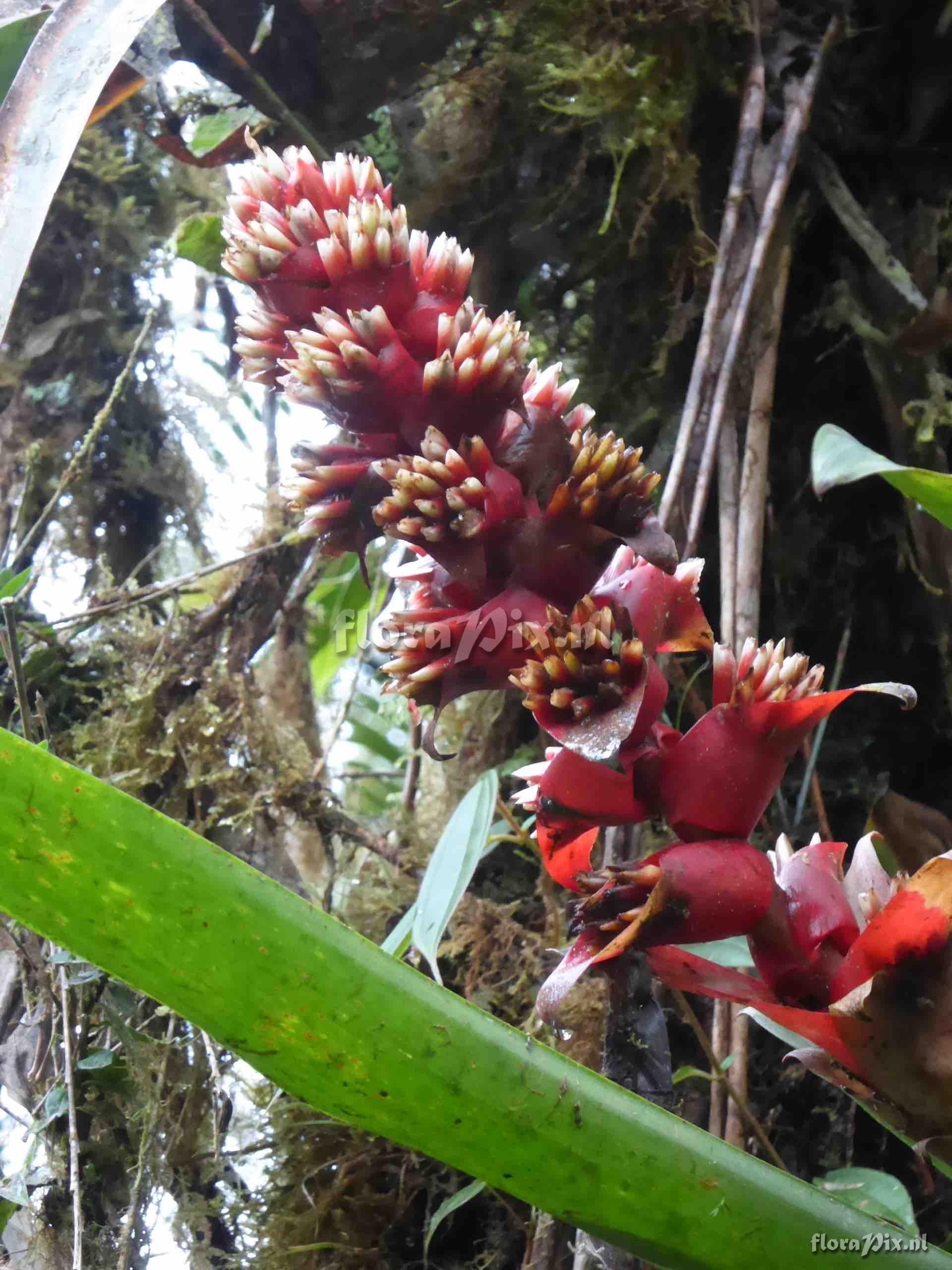 Mezobromelia capituligera