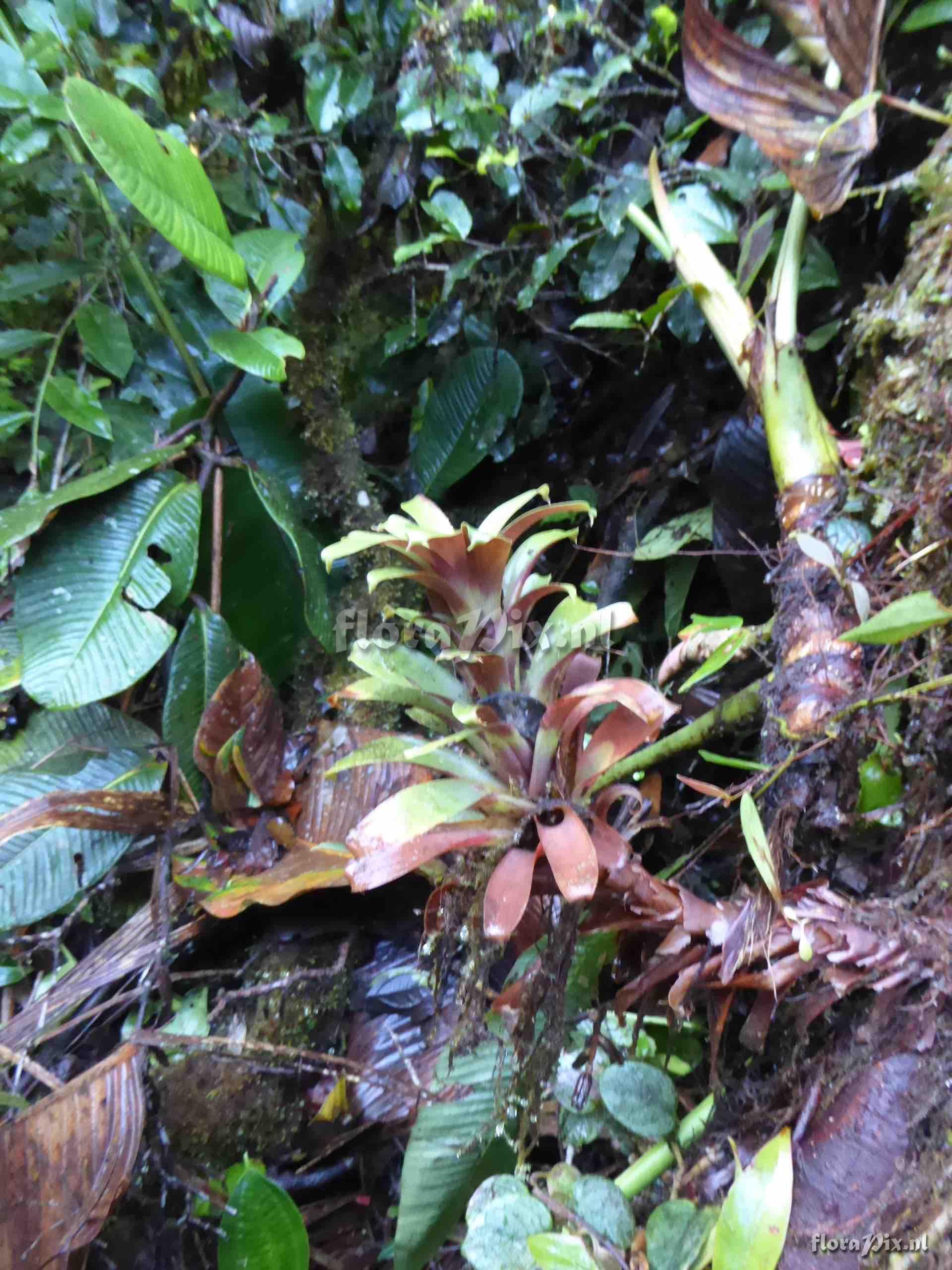 Guzmania kraenzliniana