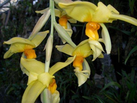 Stanhopea graveolens var. graveolens