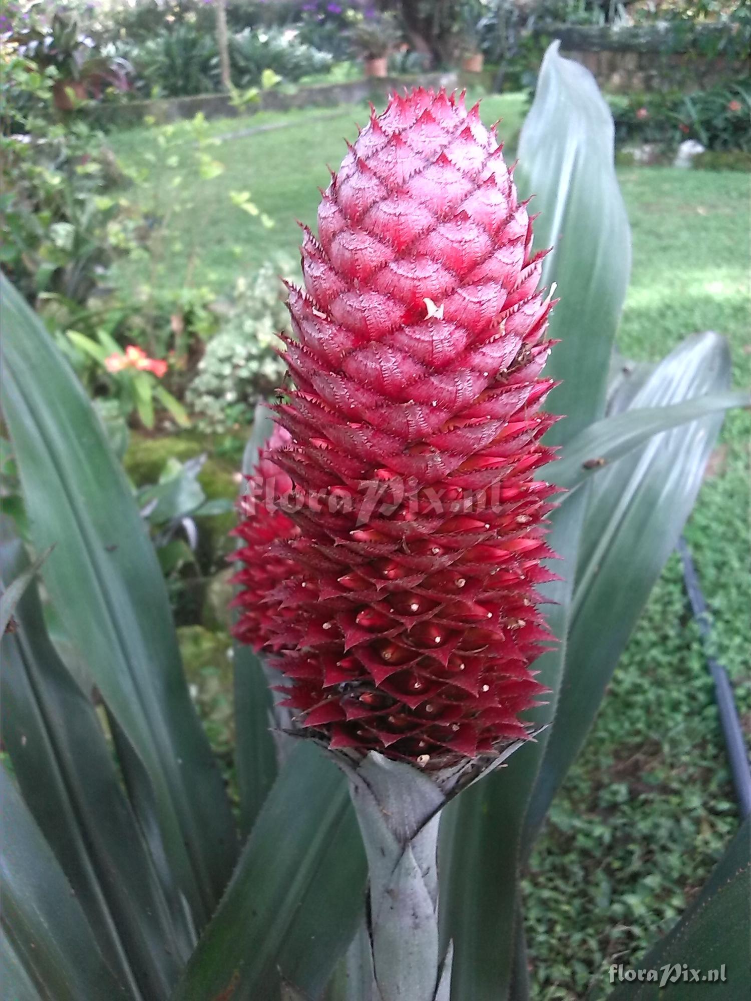 Aechmea germinyana