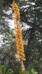 Aechmea latifolia
