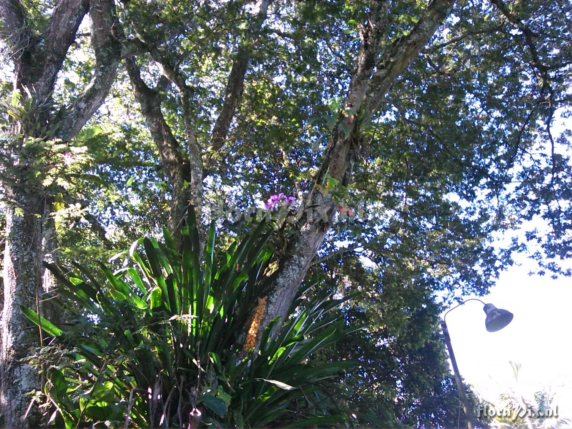 Aechmea latifolia