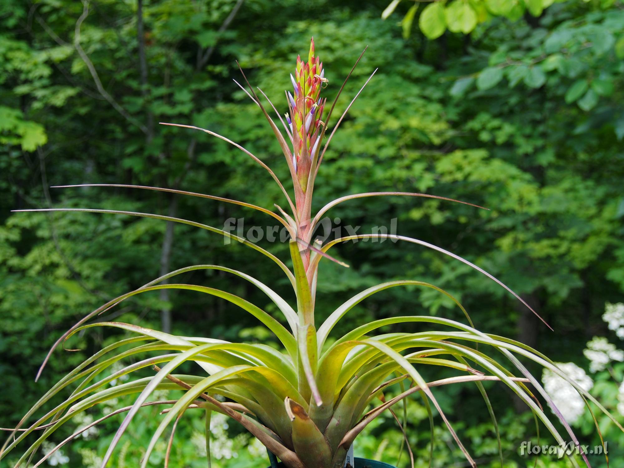 Tillandsia species