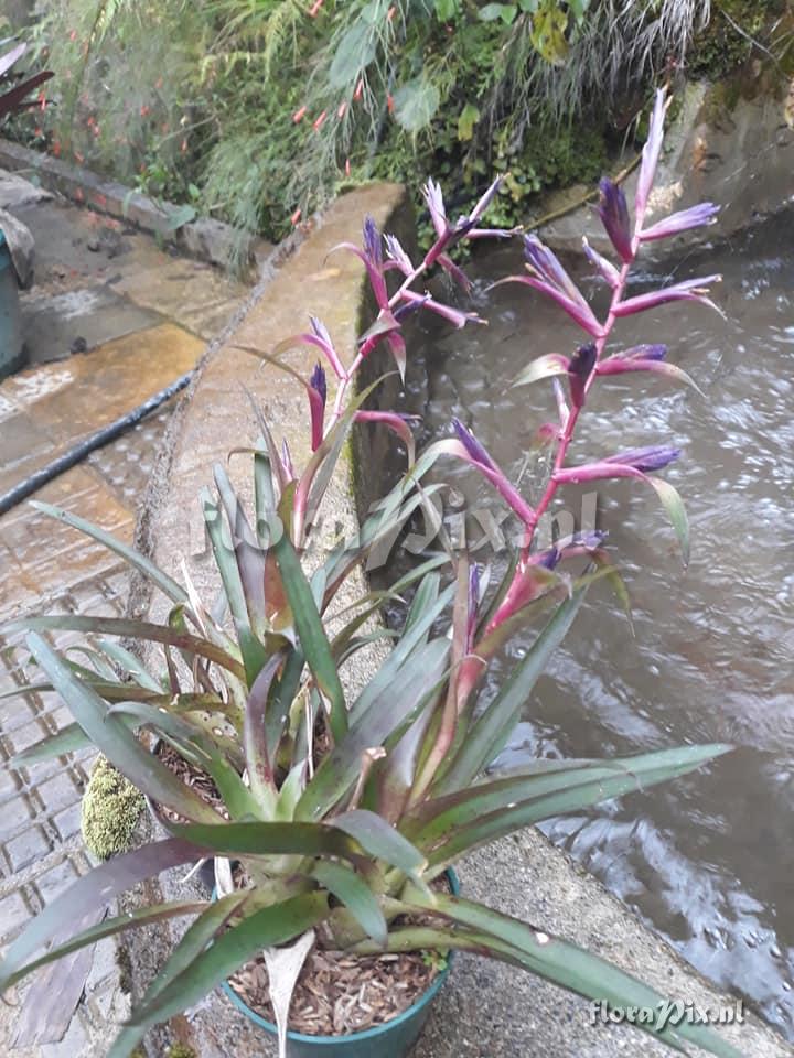 Tillandsia leiboldiana