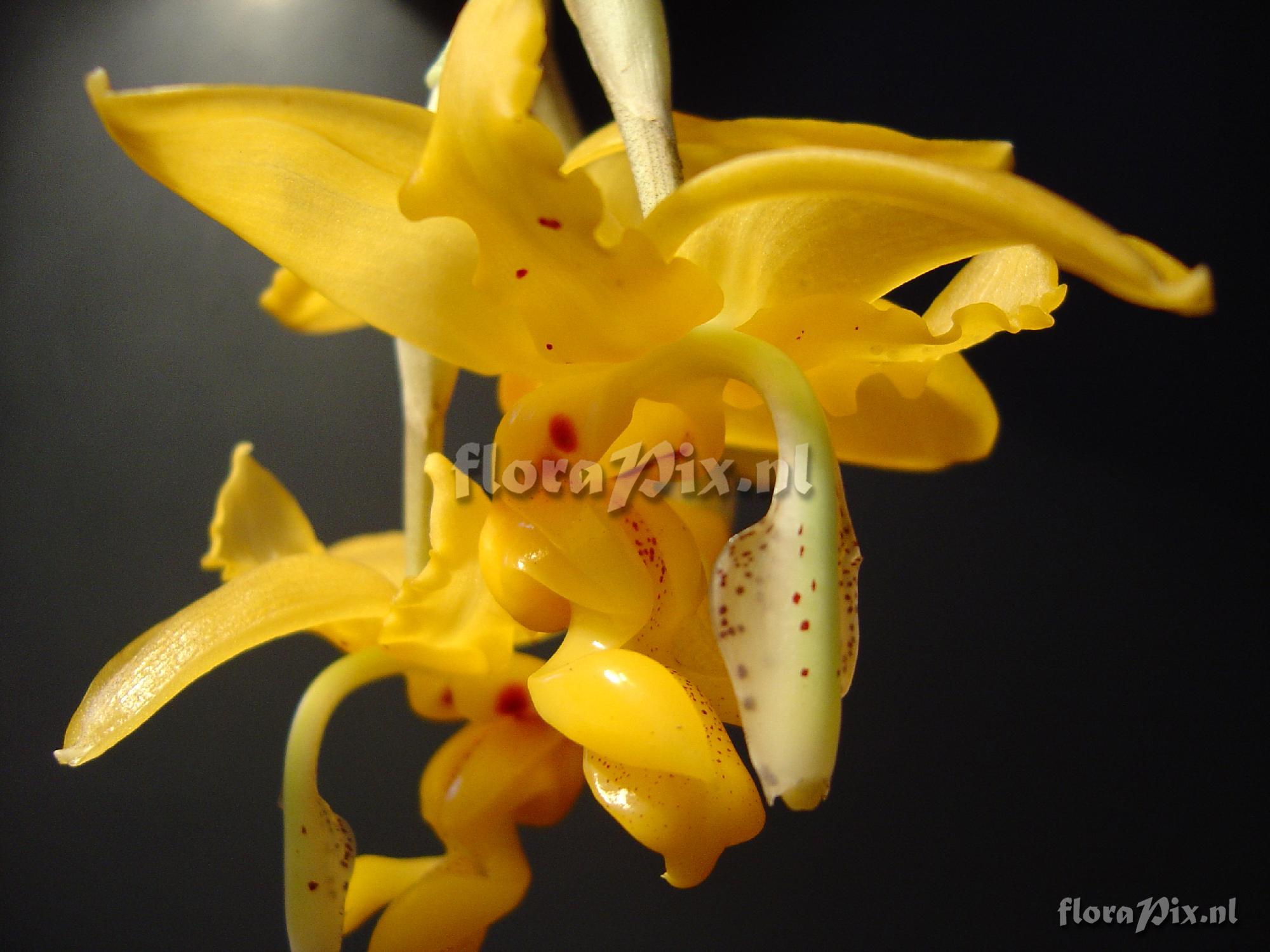 Stanhopea anfracta