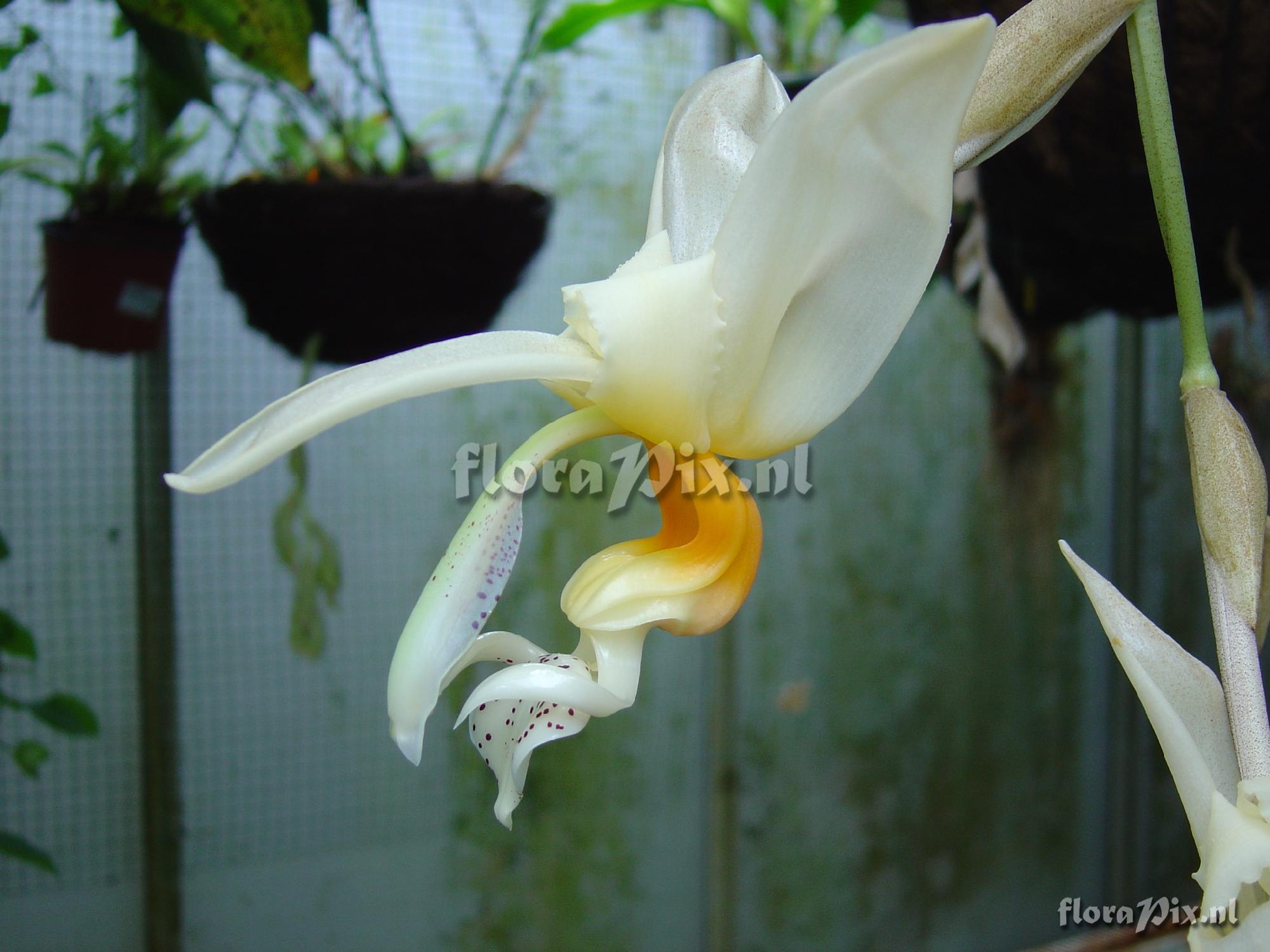 Stanhopea embreei