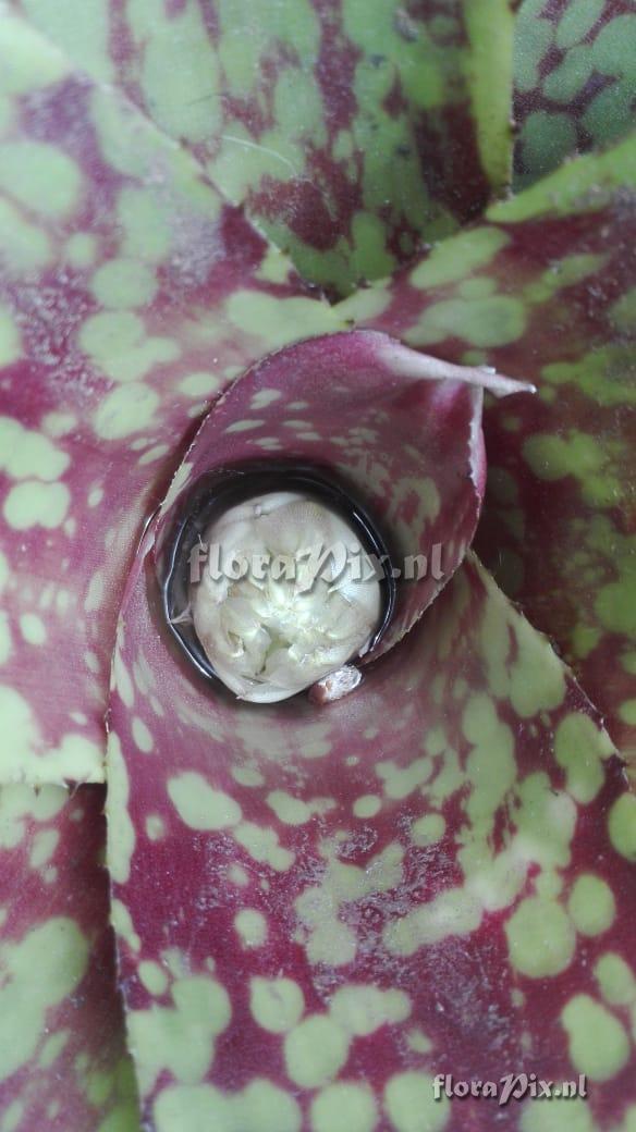 Neoregelia hybrid