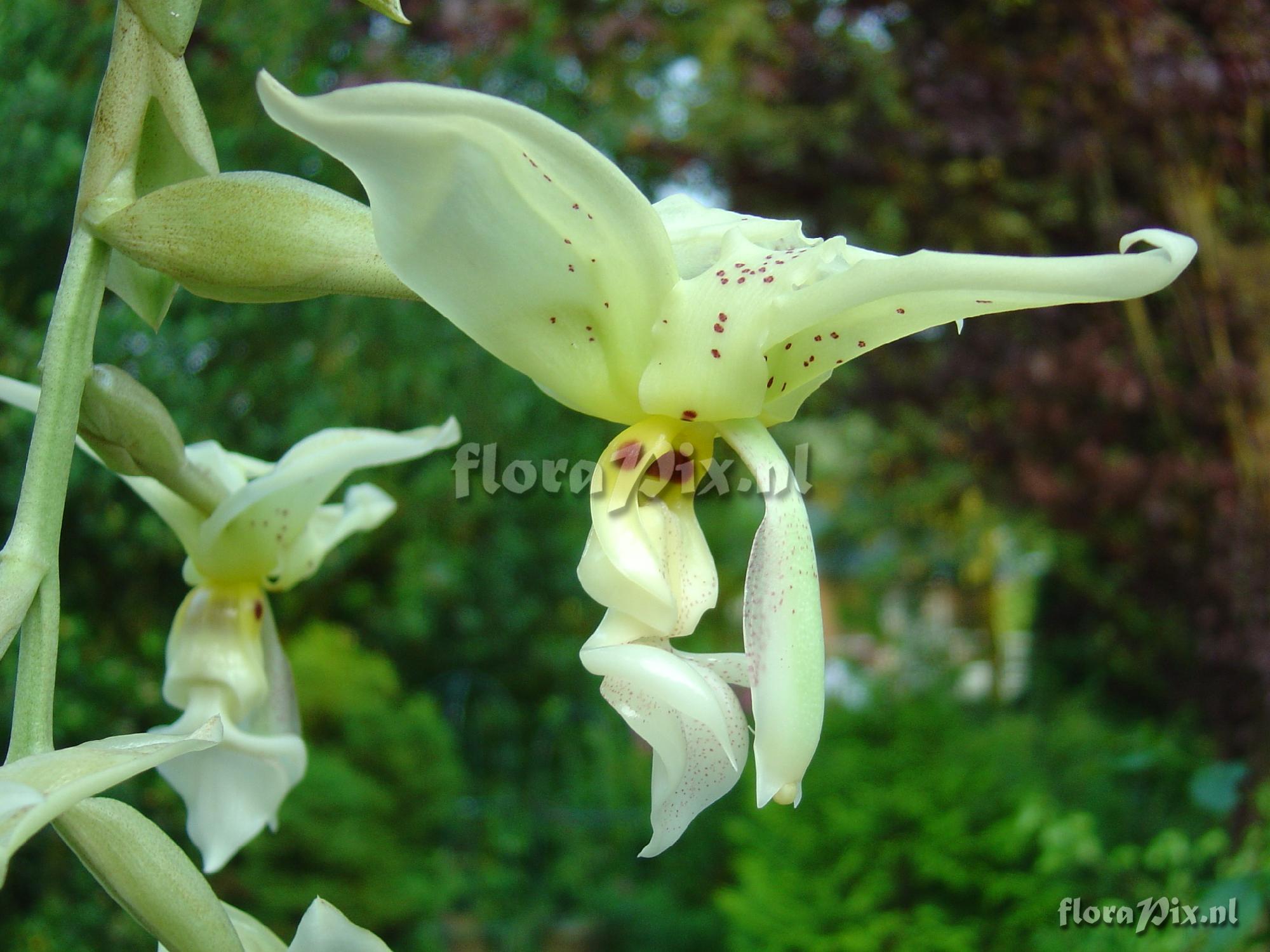 Stanhopea inodora