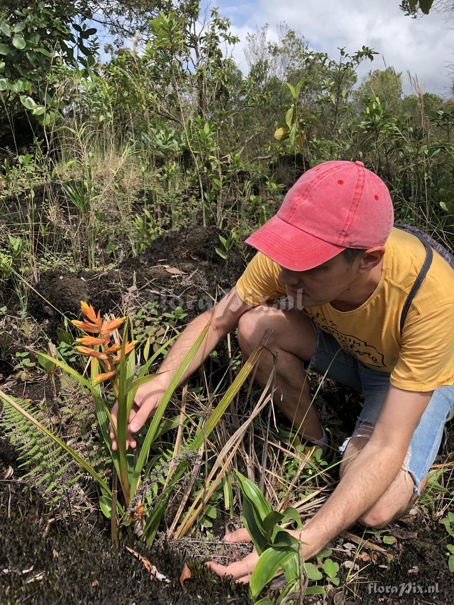 Guzmania plicatifolia