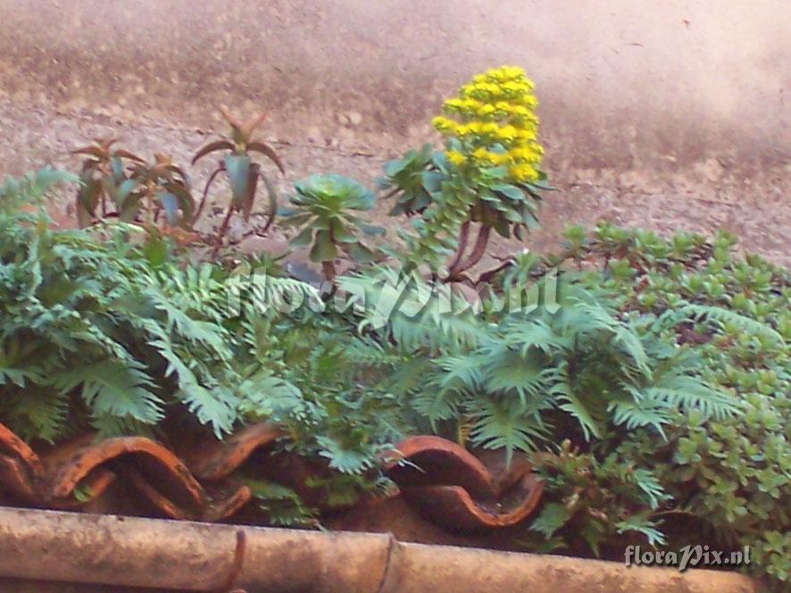 Aeonium arboreum in flowers