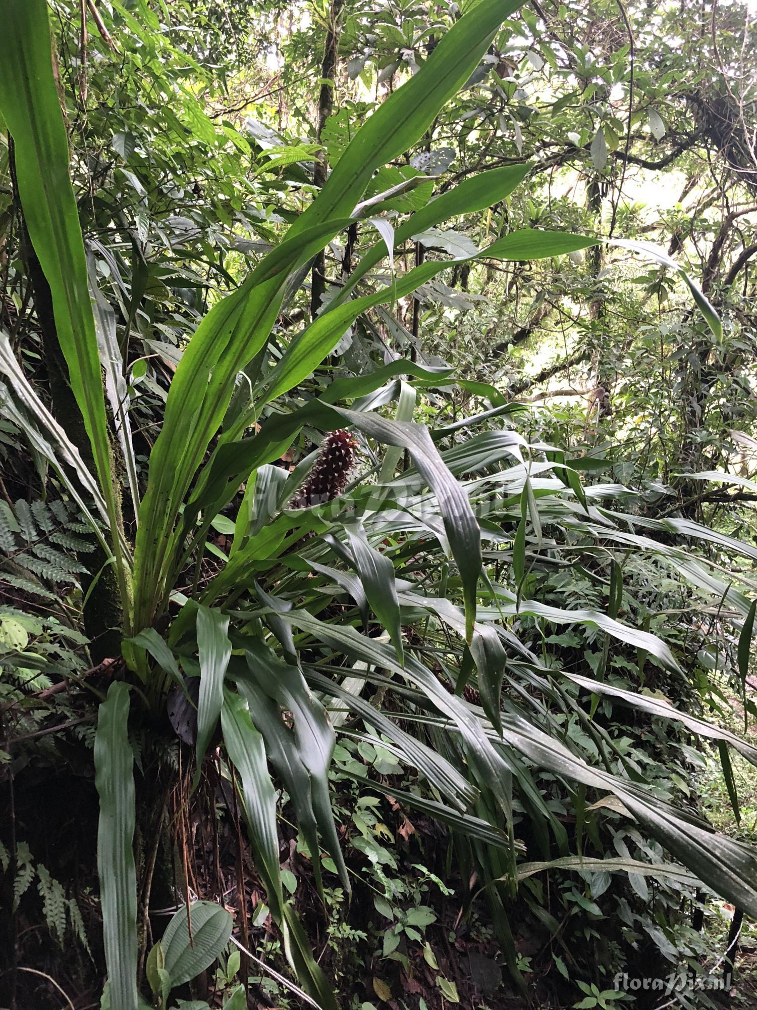 Pitcairnia funkiae