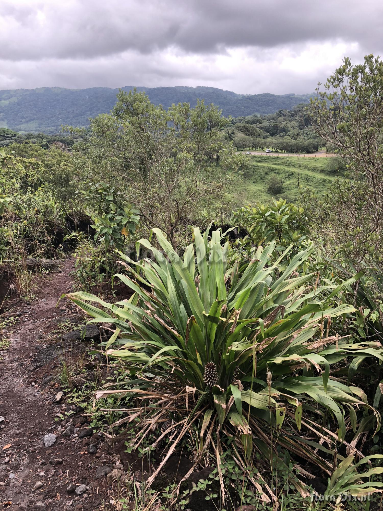 Pitcairnia funkiae