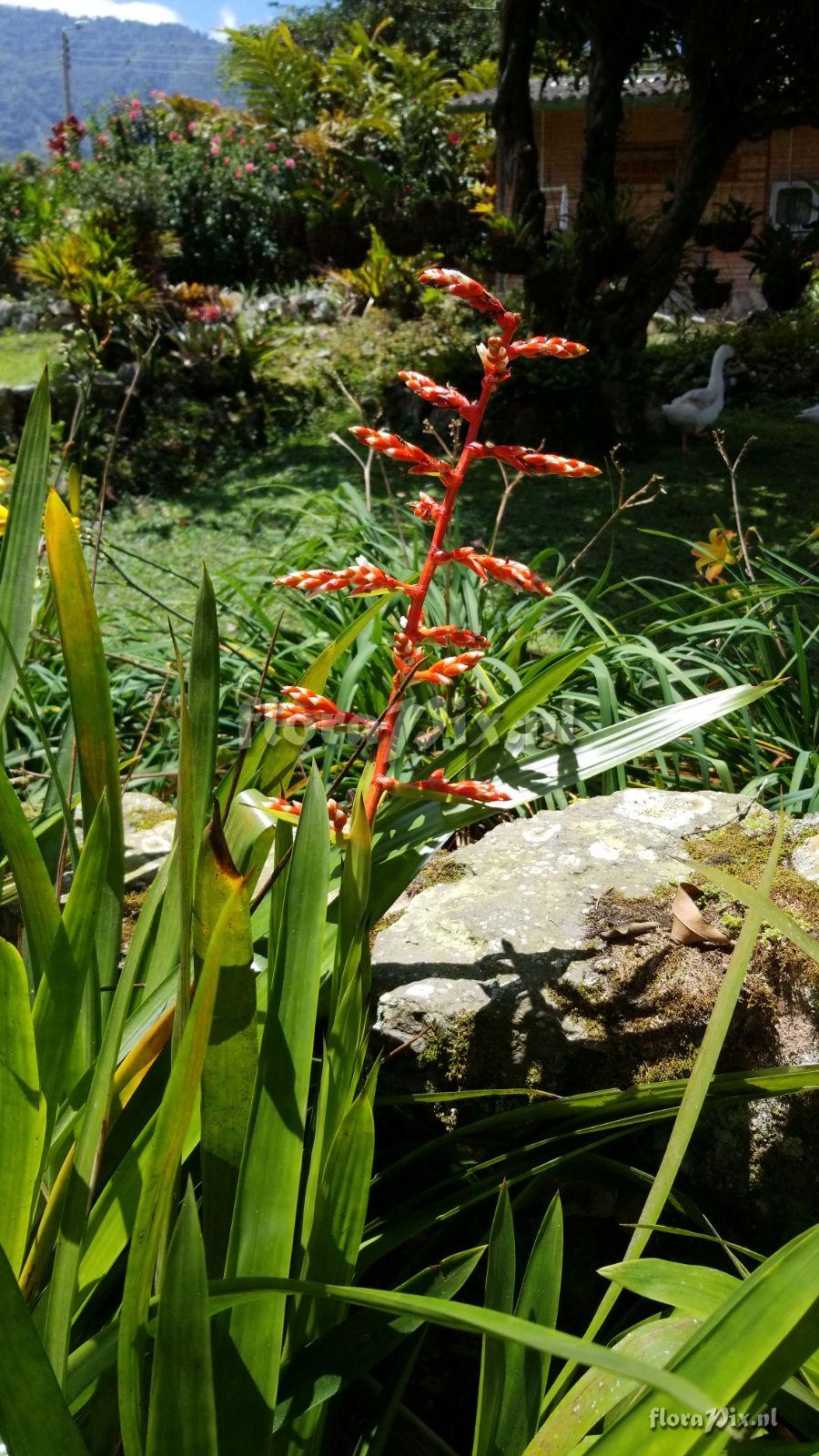 Guzmania Penny Wise