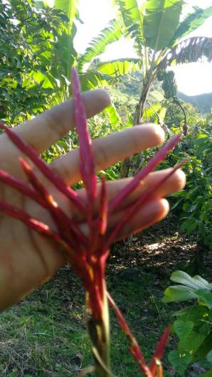 Pitcairnia huilensis?